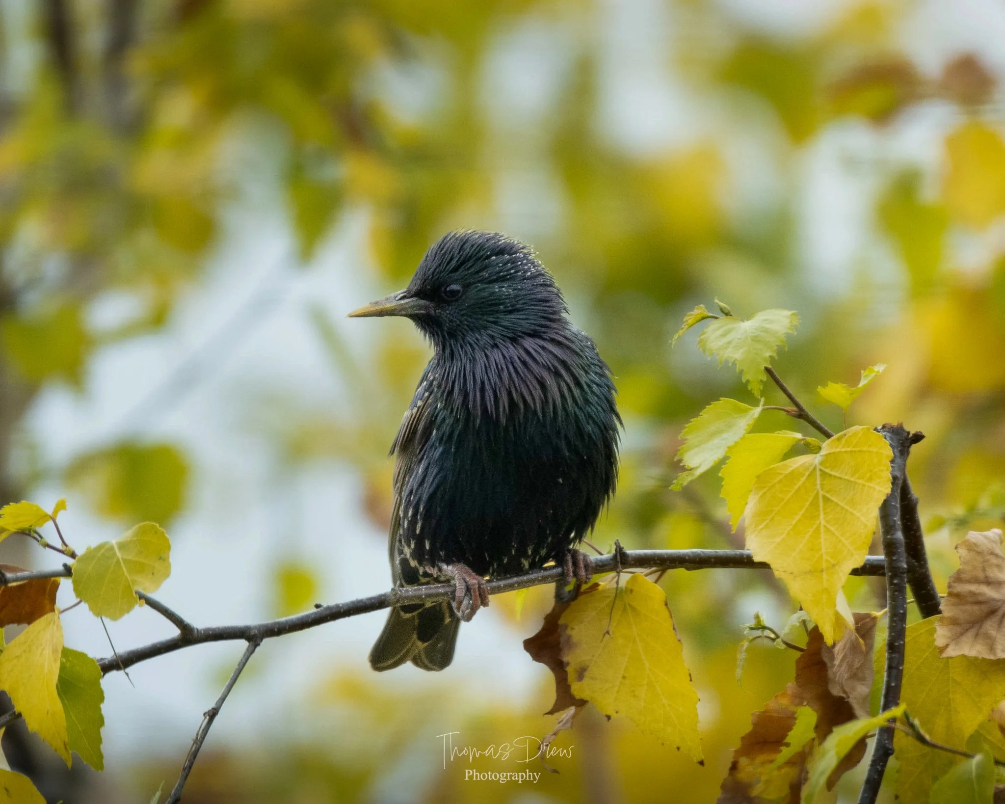 A solitary starling bird with iridescent black feathers perched on a thin tree branch with yellow and green leaves, in an autumn setting.