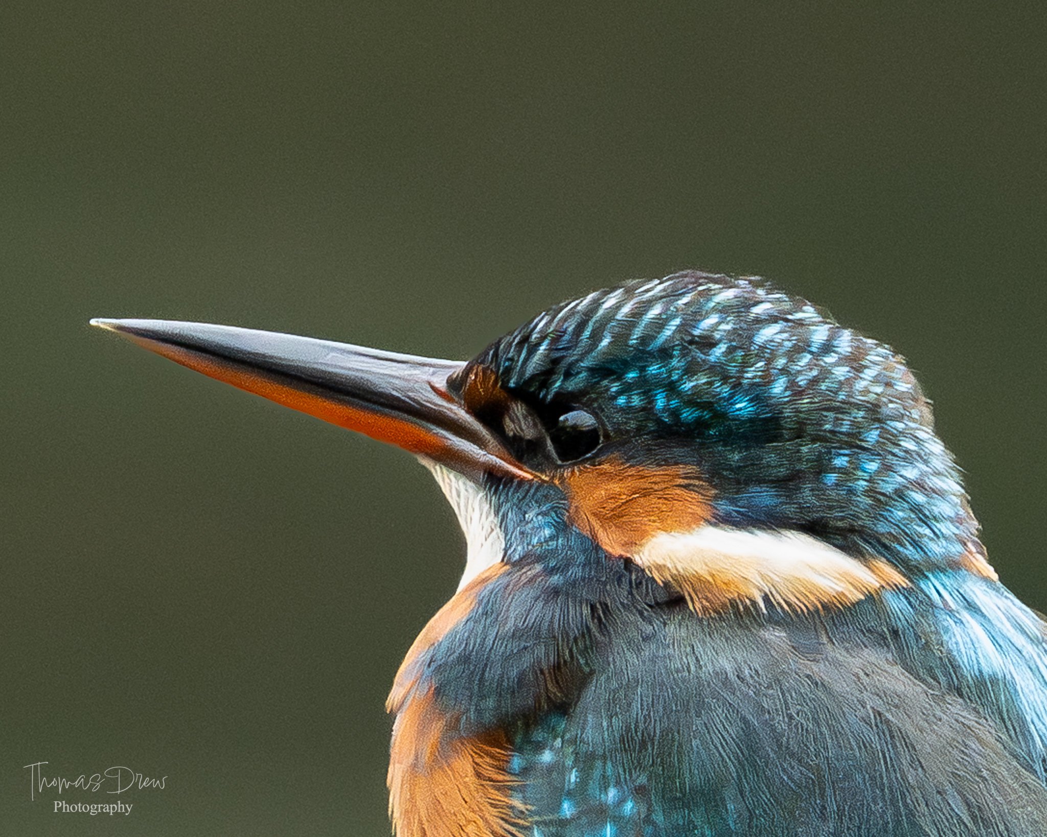 Close-up of a kingfisher bird with vibrant blue, orange, and white feathers, sharp beak, and dark eye, set against a blurred green background.
