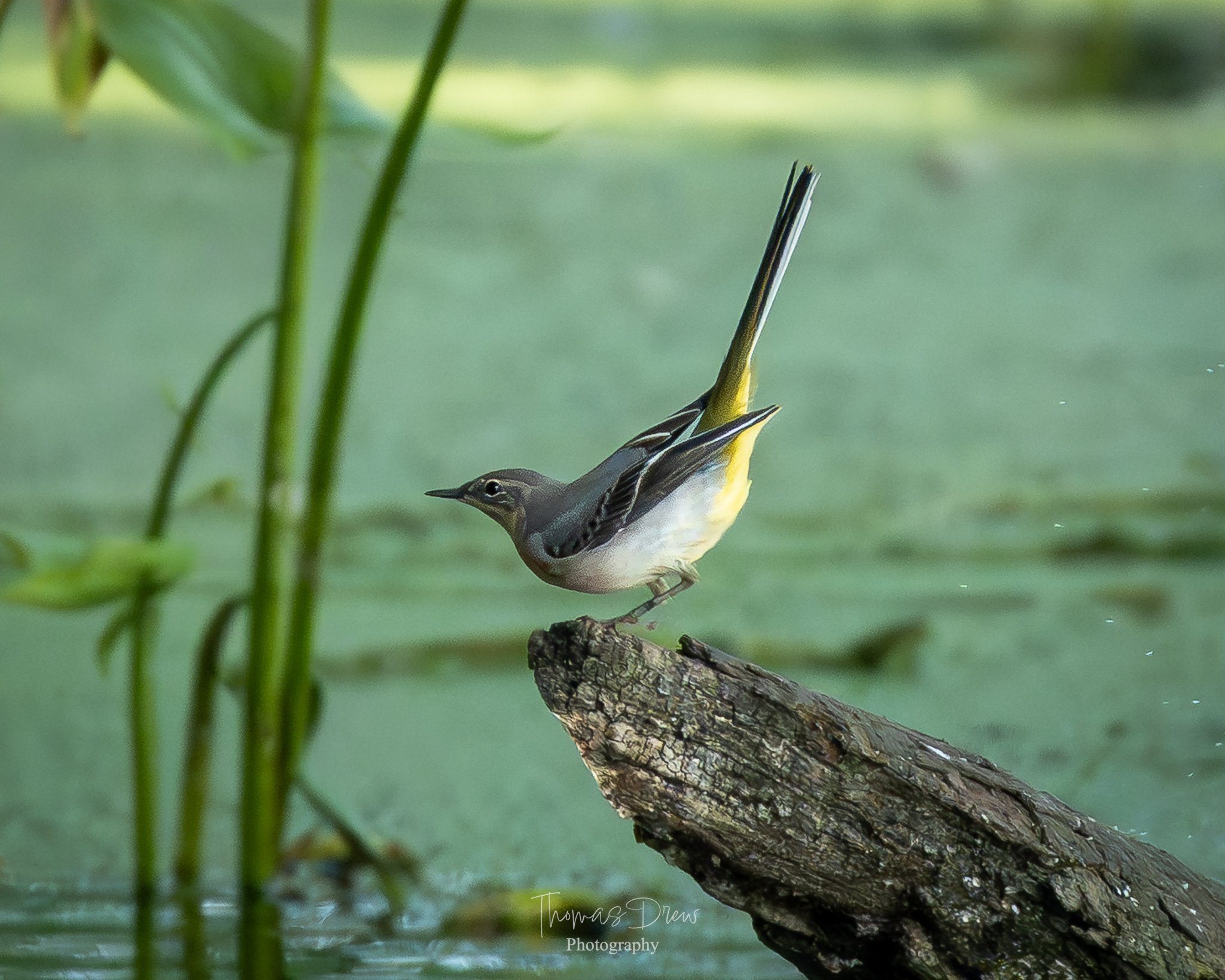 Image of a Grey Wagtail, a small yellow and grey bird with white underparts perched on a weathered log in a green pond, surrounded by aquatic plants.