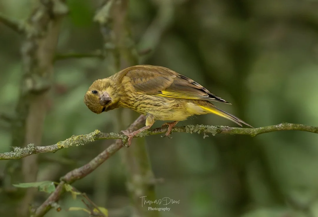 A Greenfinch, a small bird with brown and yellow feathers perches on a thin branch in a green, wooded area.