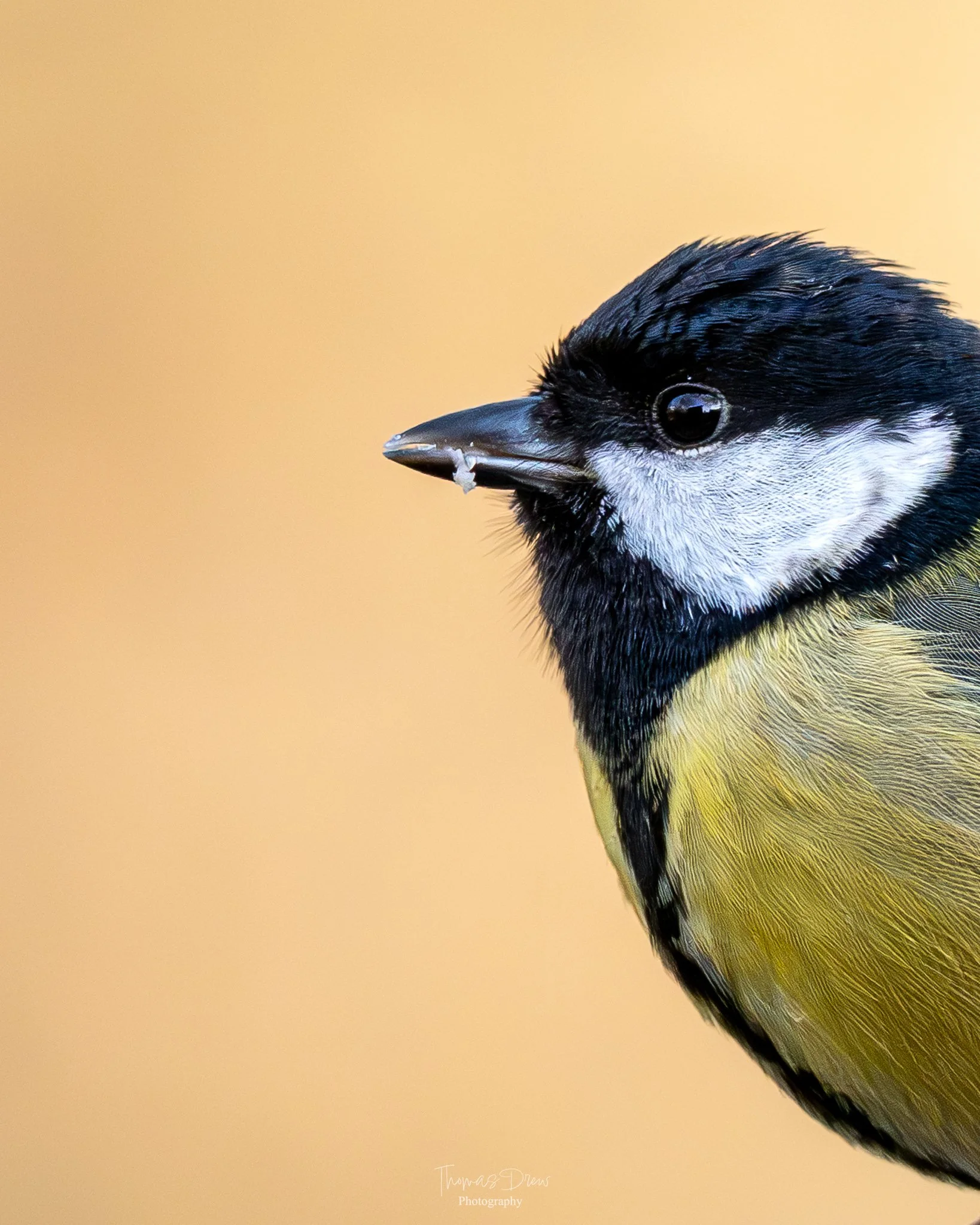 Close-up of a Great Tit, a small bird with black, white, and yellow feathers, holding a small seed in its beak, against a blurred yellow background.