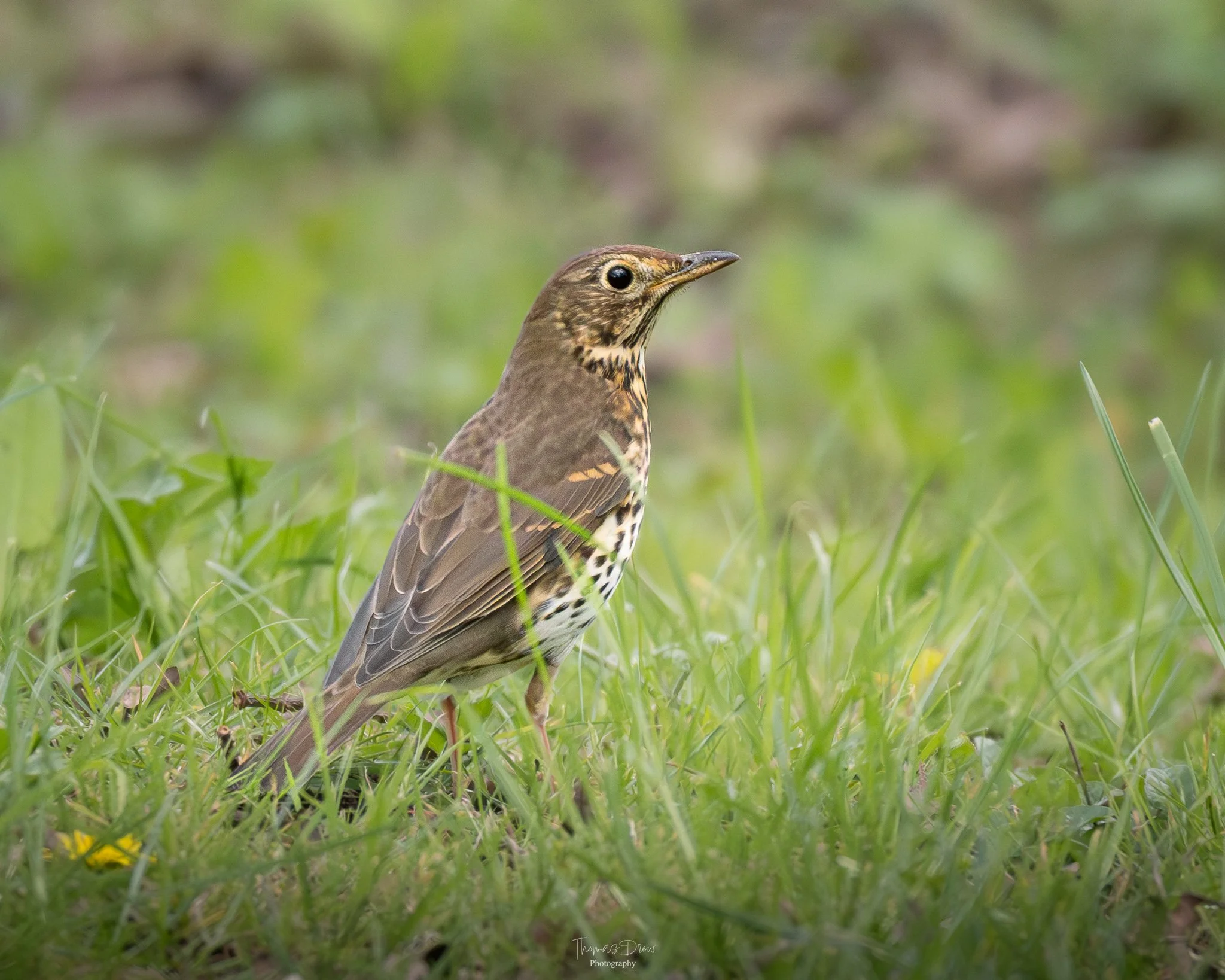 DSC_9365.jpg