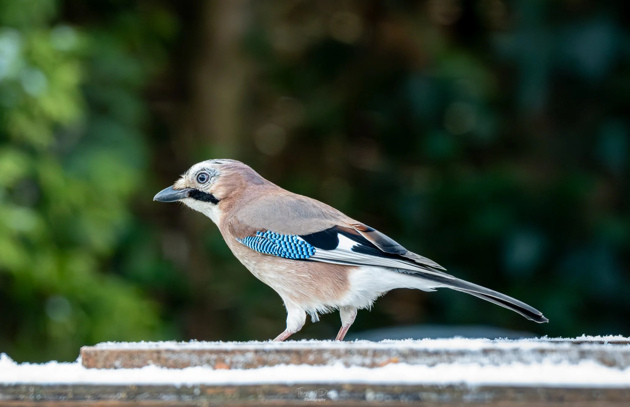 A Eurasian Jay bird perched on a wooden surface with a blurred green background.