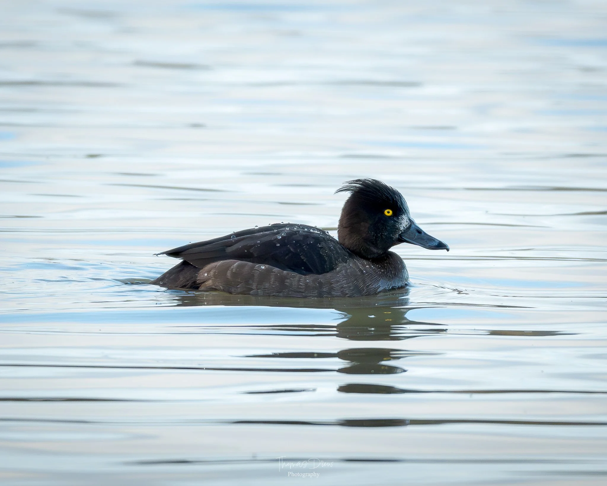 Image of a tufted duck, a black duck swimming on calm water with a yellow eye and water droplets on its back.