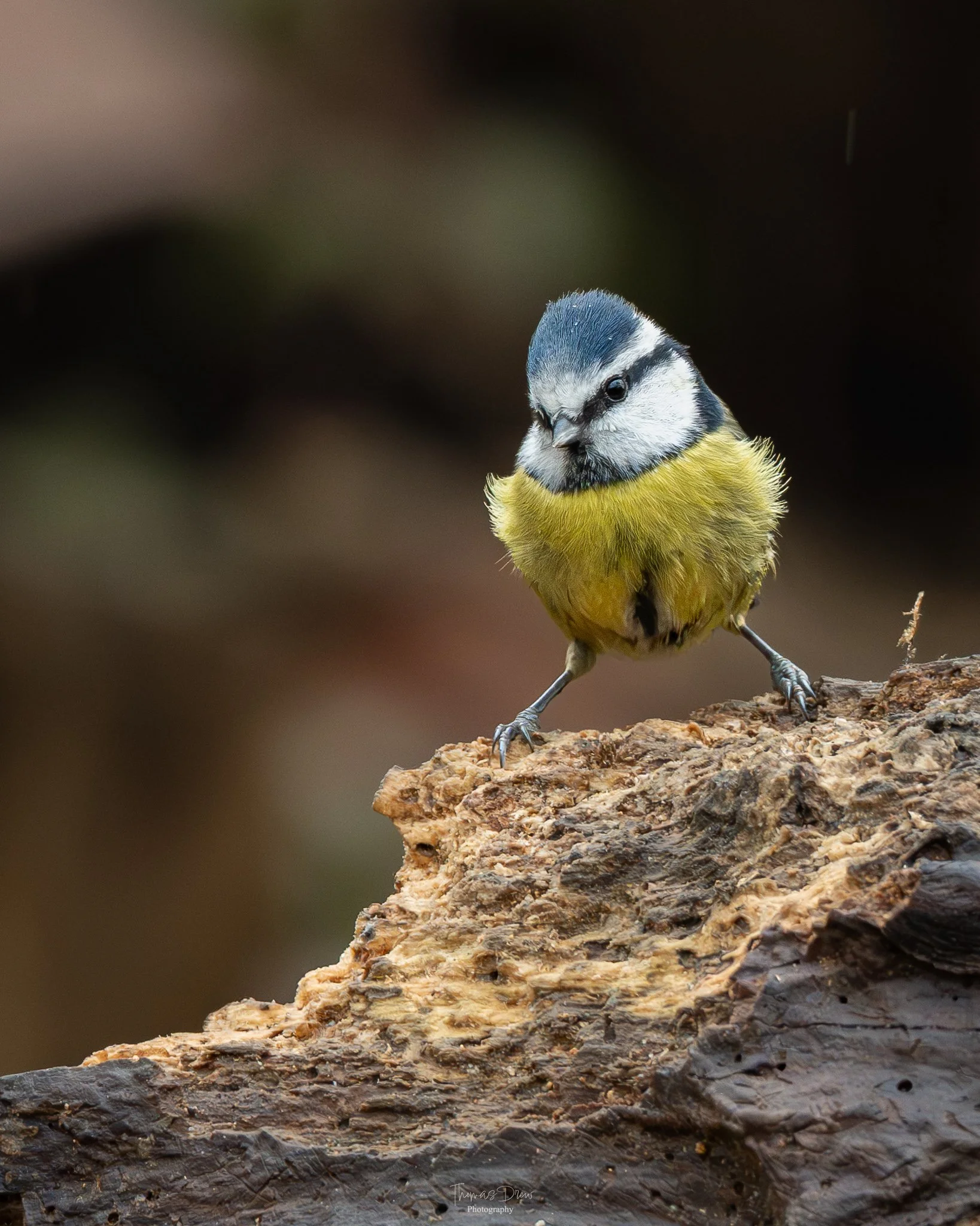 A small bird, a blue tit with a blue cap, white cheeks, black eye stripe, and yellow body, perched on a textured piece of wood.