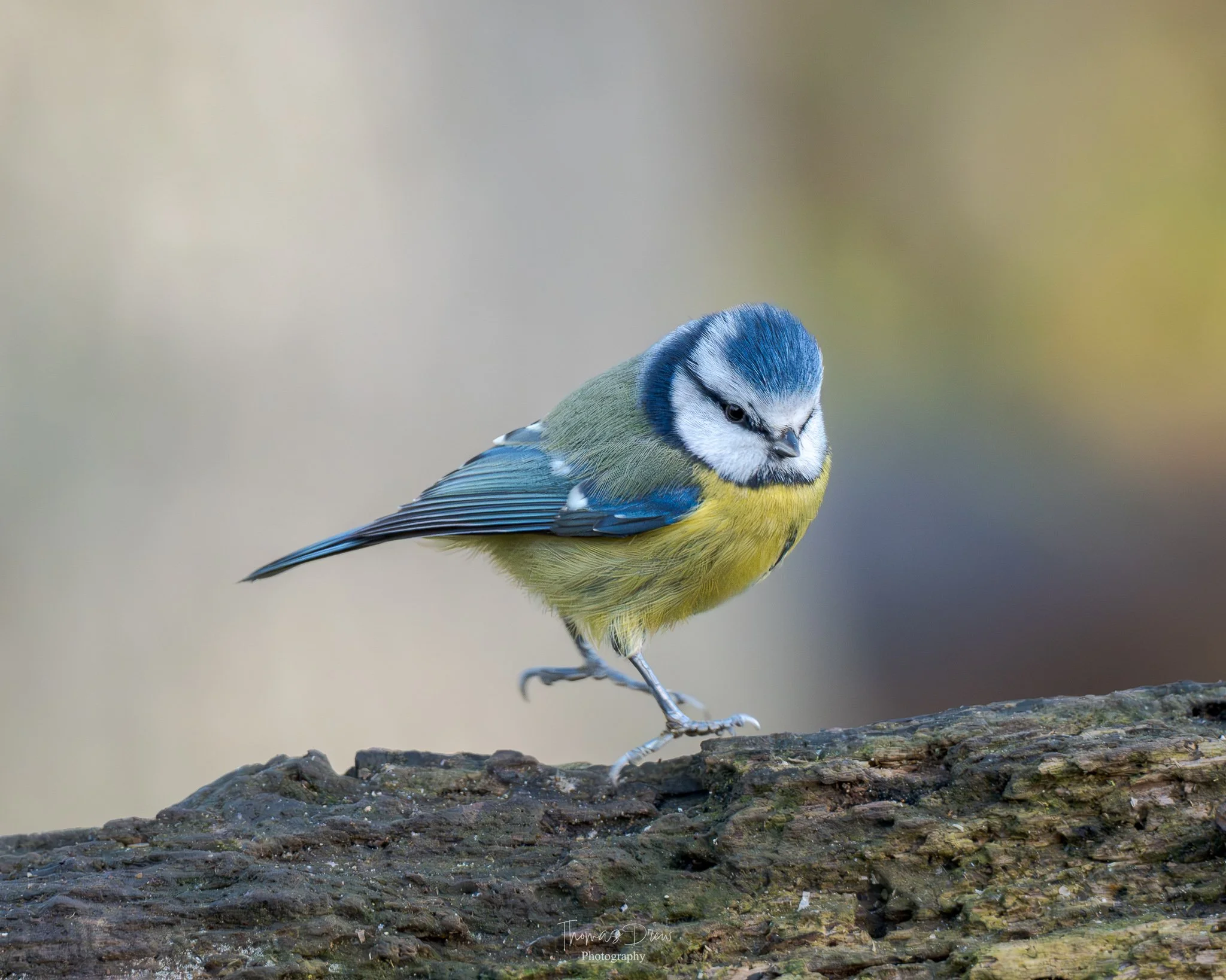 A Blue Tit, a small blue and yellow bird perched on a textured tree branch.