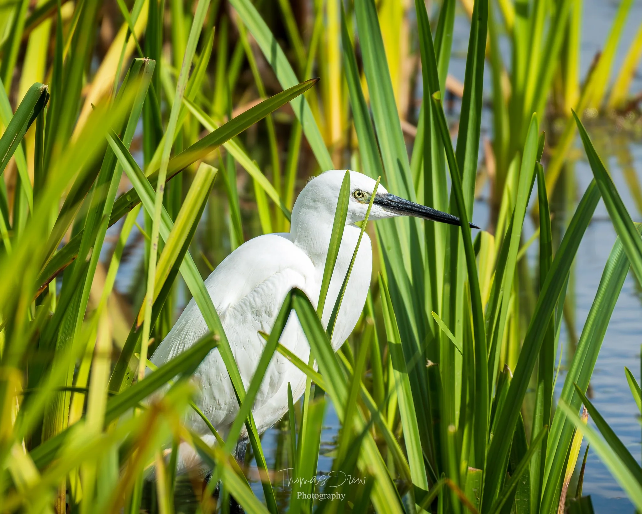 Image of a Little Egret with a black bill standing among tall green reeds near water.