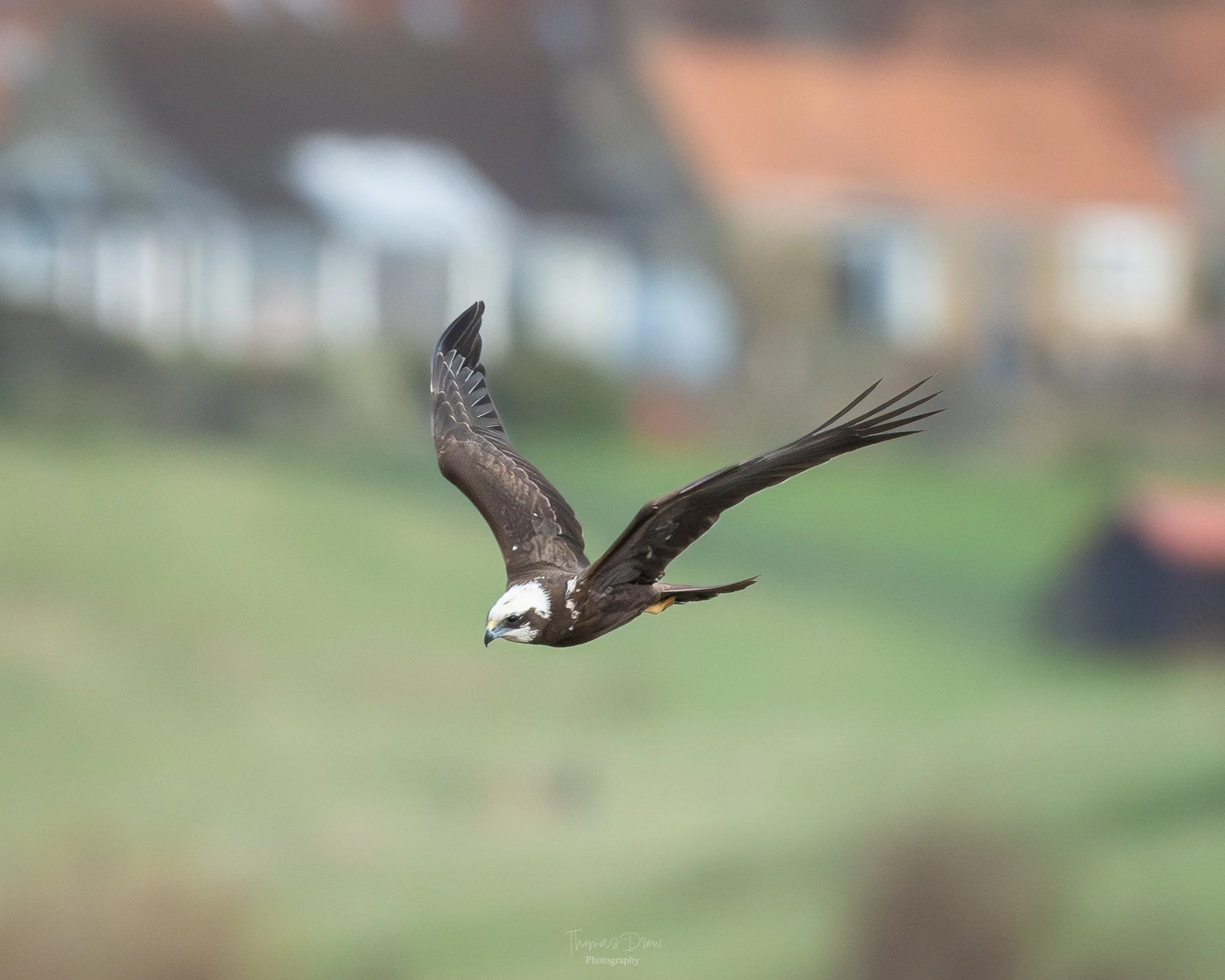 A bird of prey, a Marsh Harrier in flight over a grassy field with blurred houses and rooftops in the background.