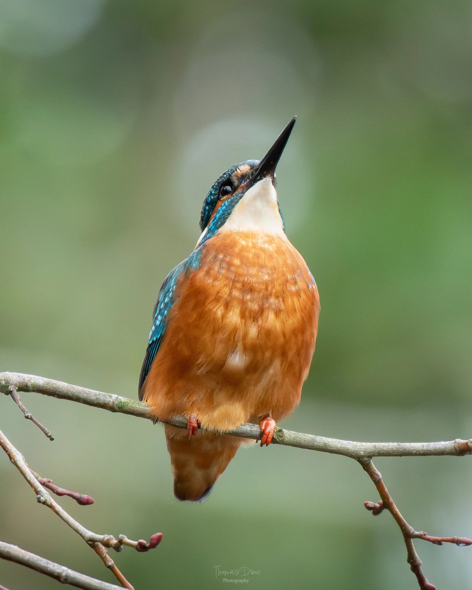 Colorful kingfisher bird sitting on a branch, head tilted upward, with a blurred green background.