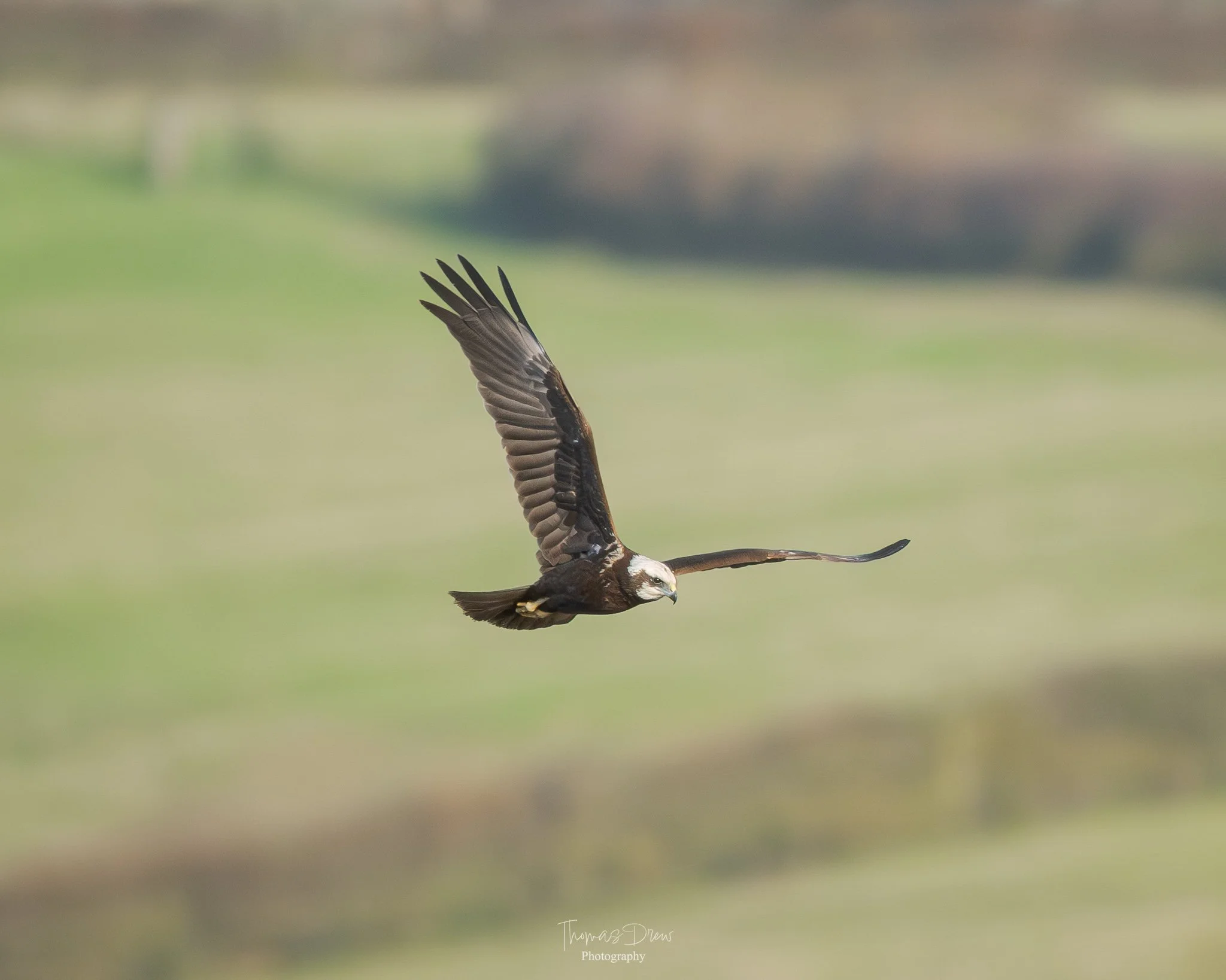 A bird of prey, a Marsh Harrier, flying over a blurred landscape with its wings spread wide.