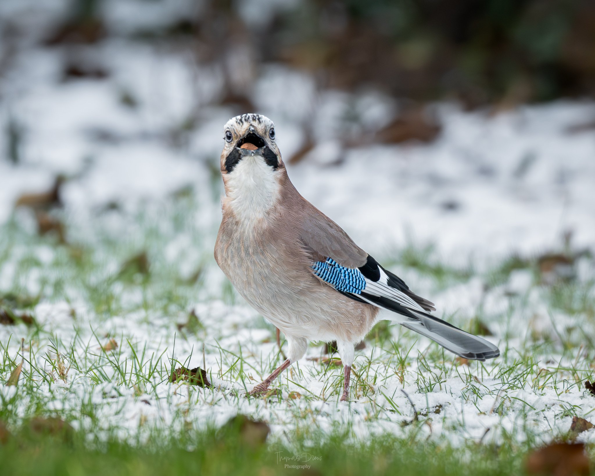 A Eurasian Jay bird with a blue and black wing pattern standing on snow-covered ground with patches of green grass, facing the camera with an alert expression.