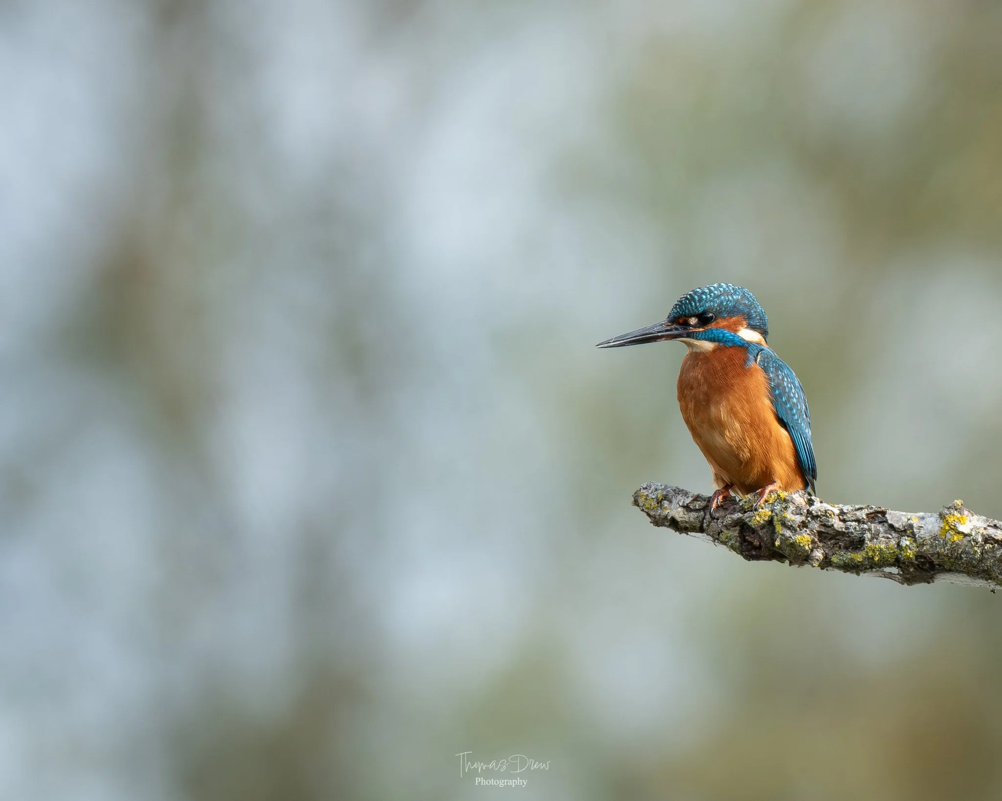 A colorful kingfisher bird perched on a lichen-covered branch.