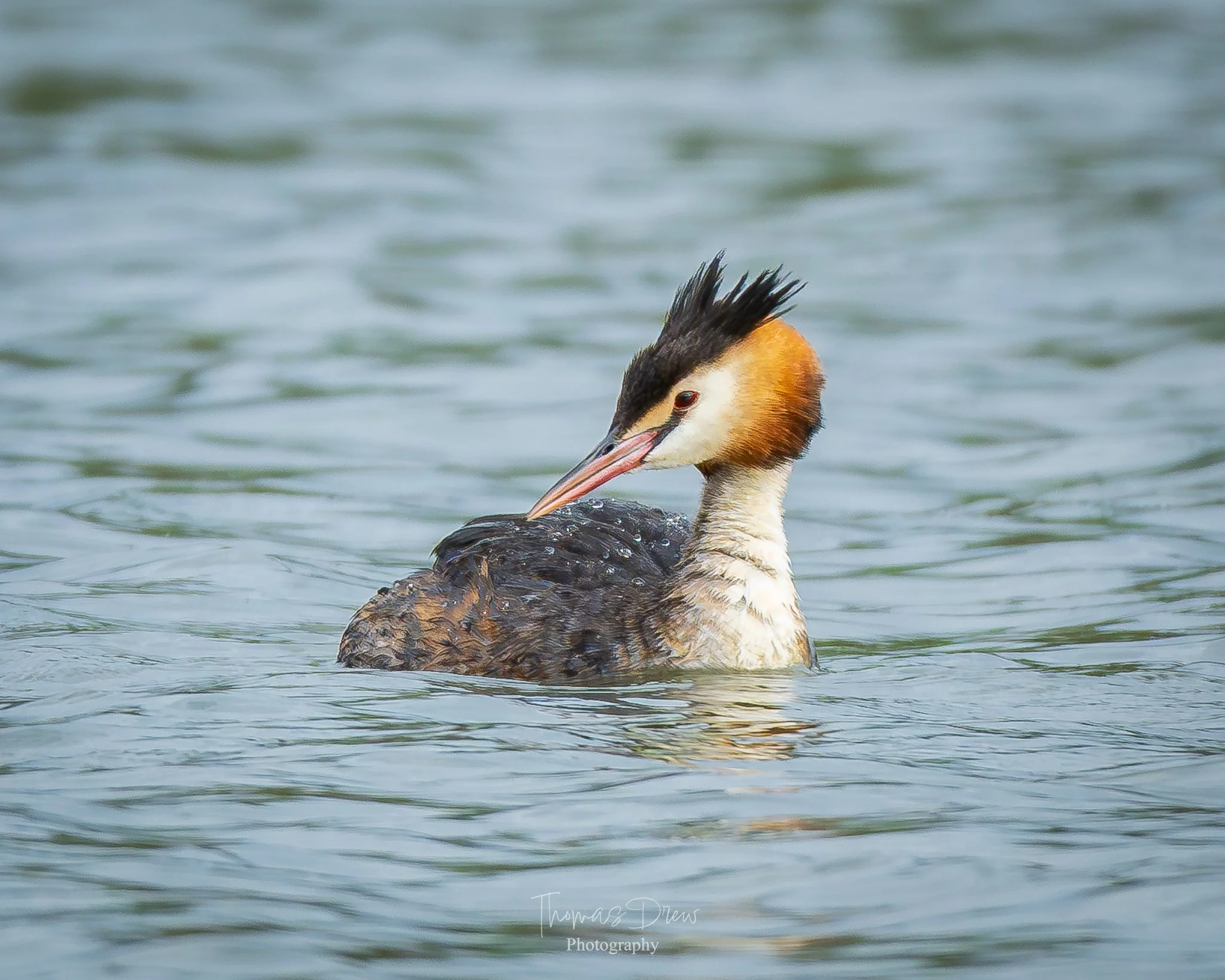 A colorful bird, a Great Crested Grebe, swimming on water, preening its feathers.