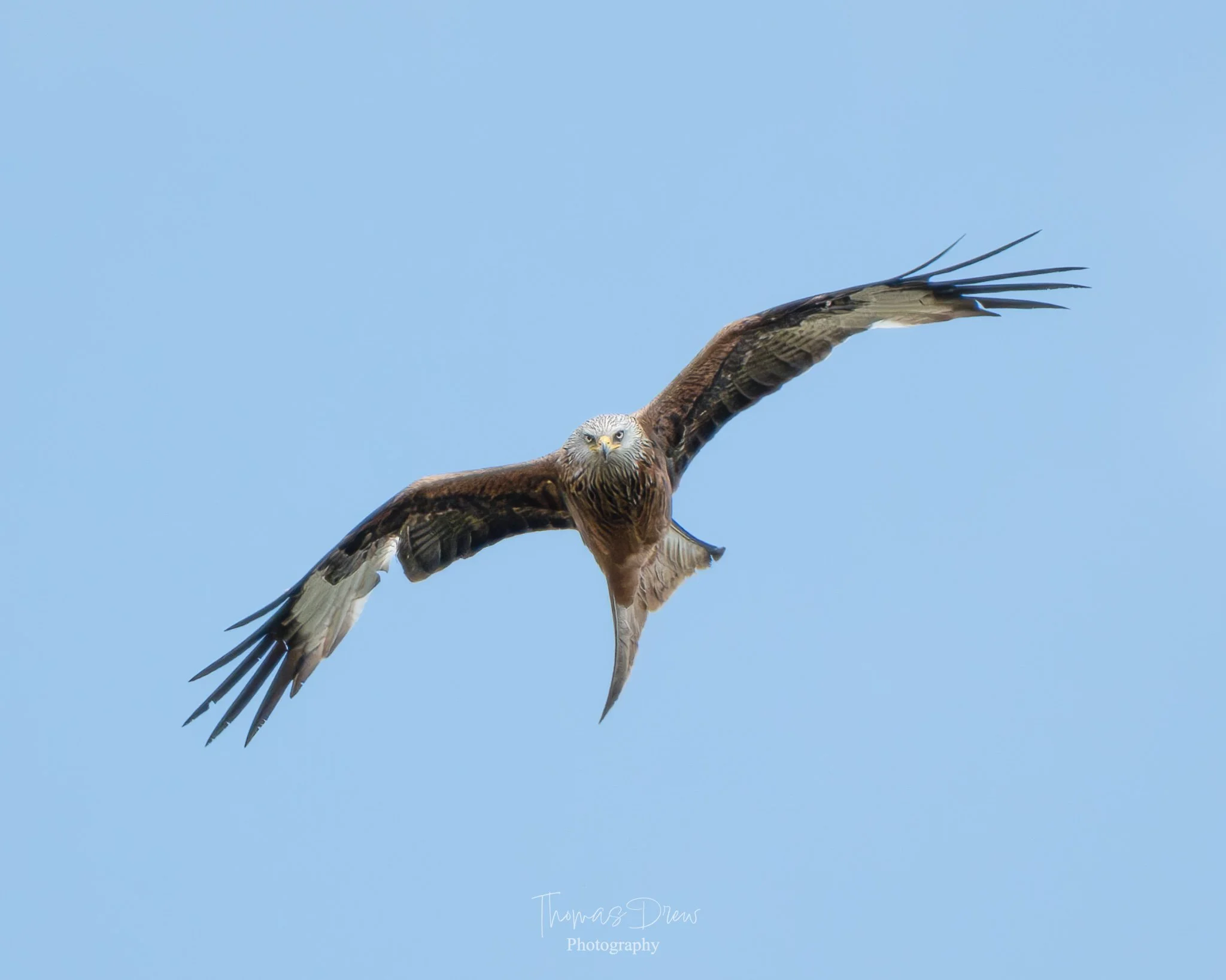 Image of a bird of prey, a red kite, soaring in a clear blue sky with wings spread wide and head facing forward.