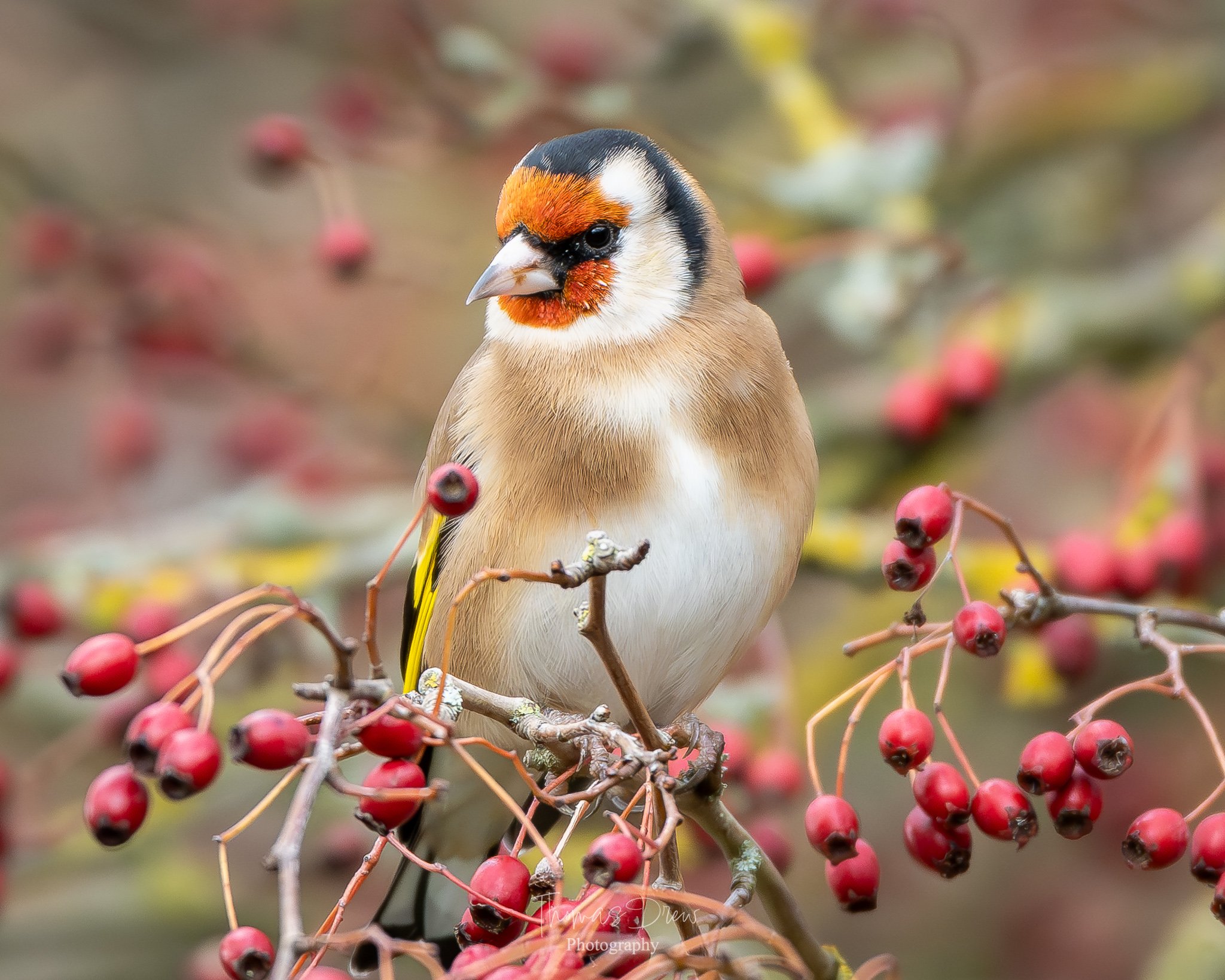 A Goldfinch, a colurful bird perched on a branch with red berries, with a blurred background of similar branches and berries.