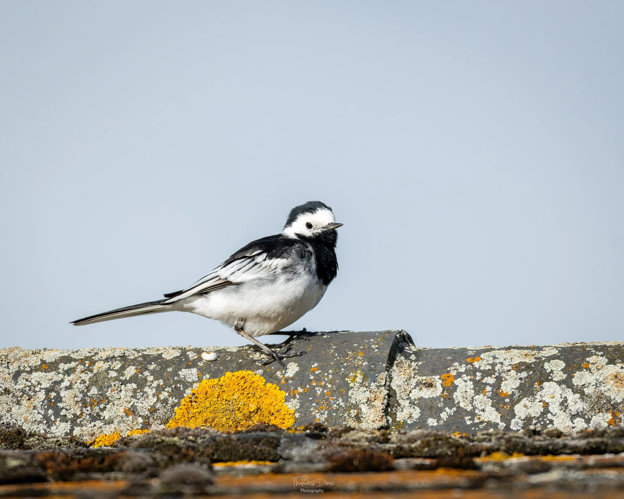 Image of a Pied Wagtail, a black and white bird standing on a lichen-covered stone surface, with a soft blue sky in the background.
