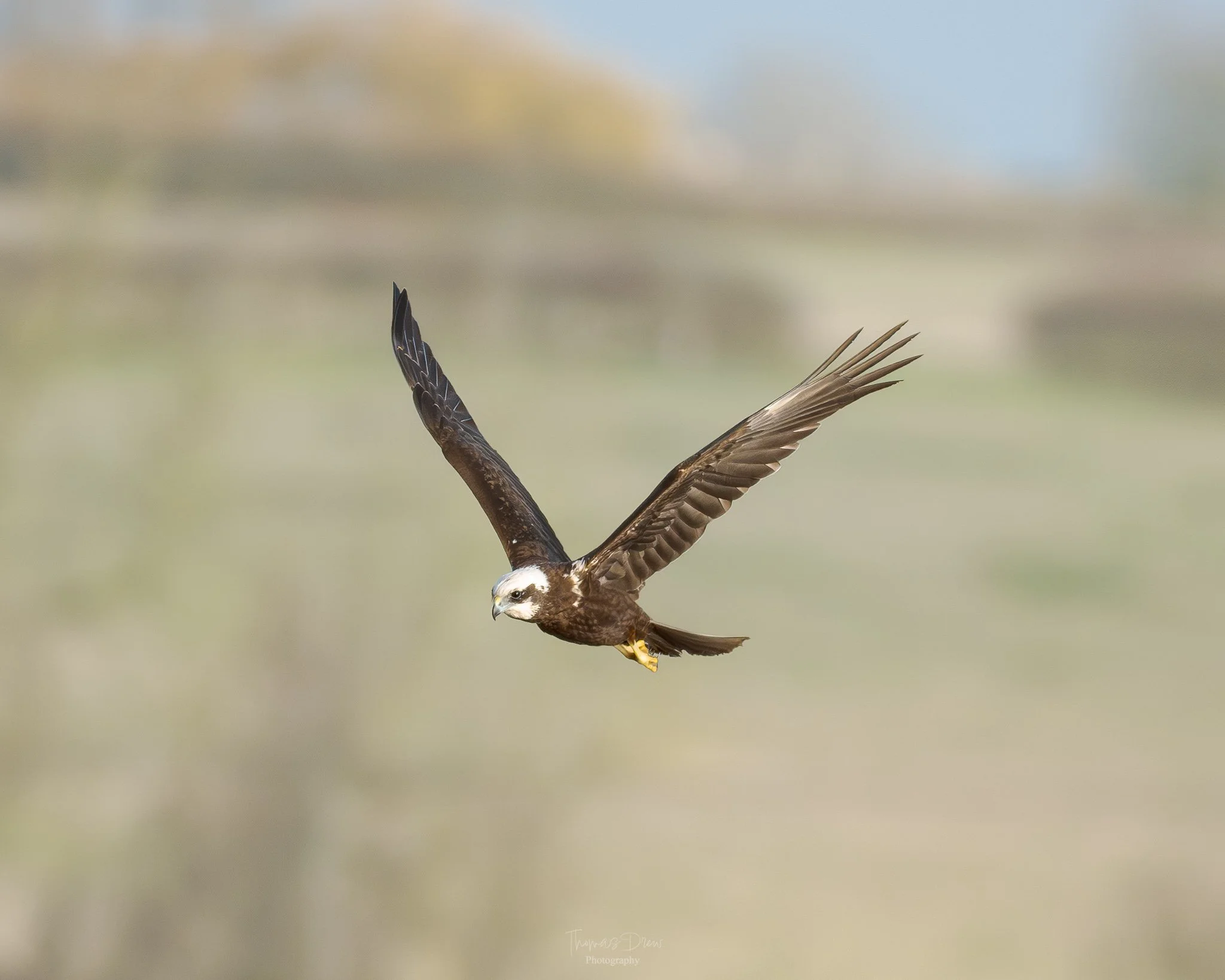 A Marsh Harrier flying against a blurred background.