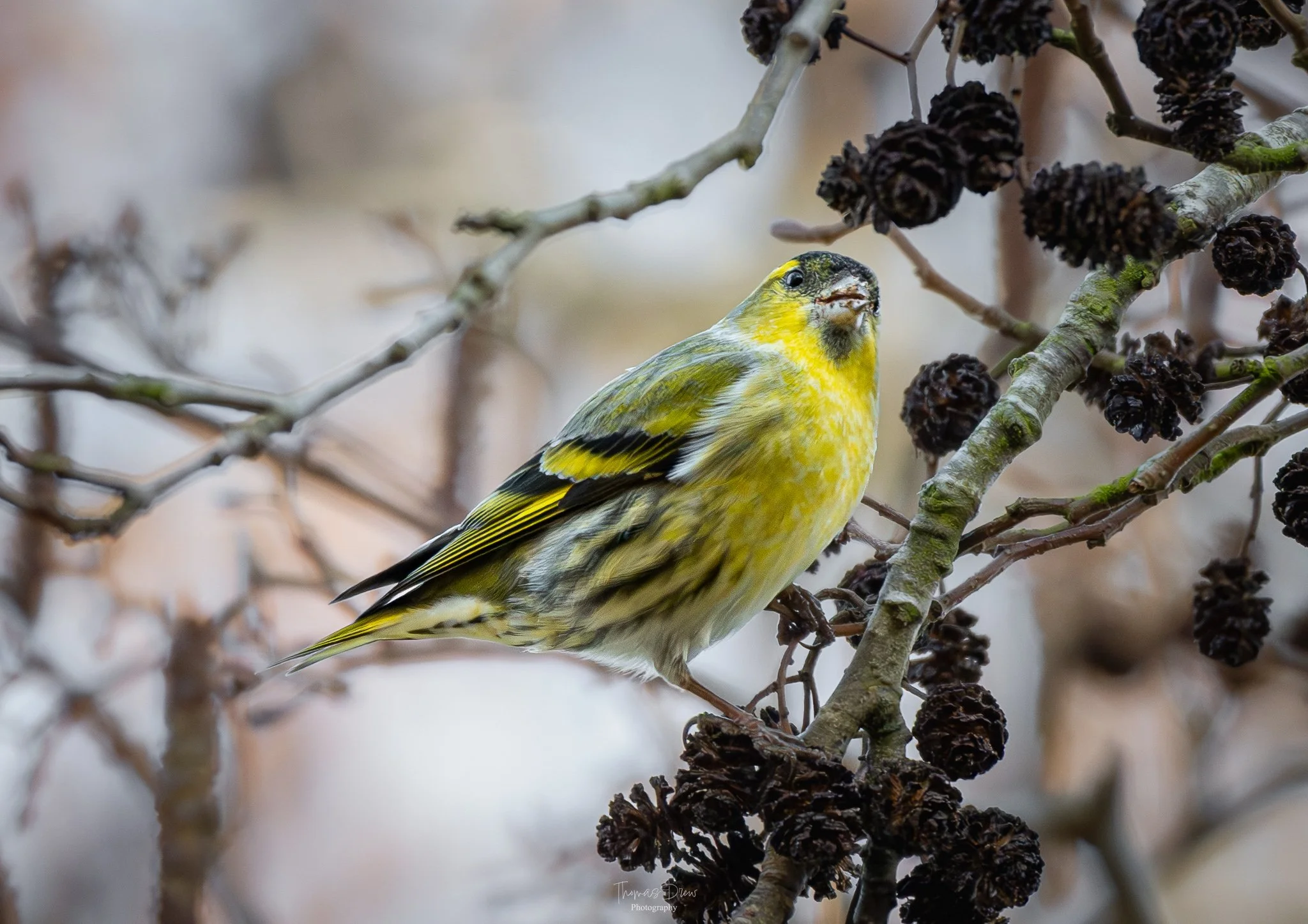 Image of a Siskin, a yellow and black bird perched on a branch with dark pinecones or seed pods, with blurred background.