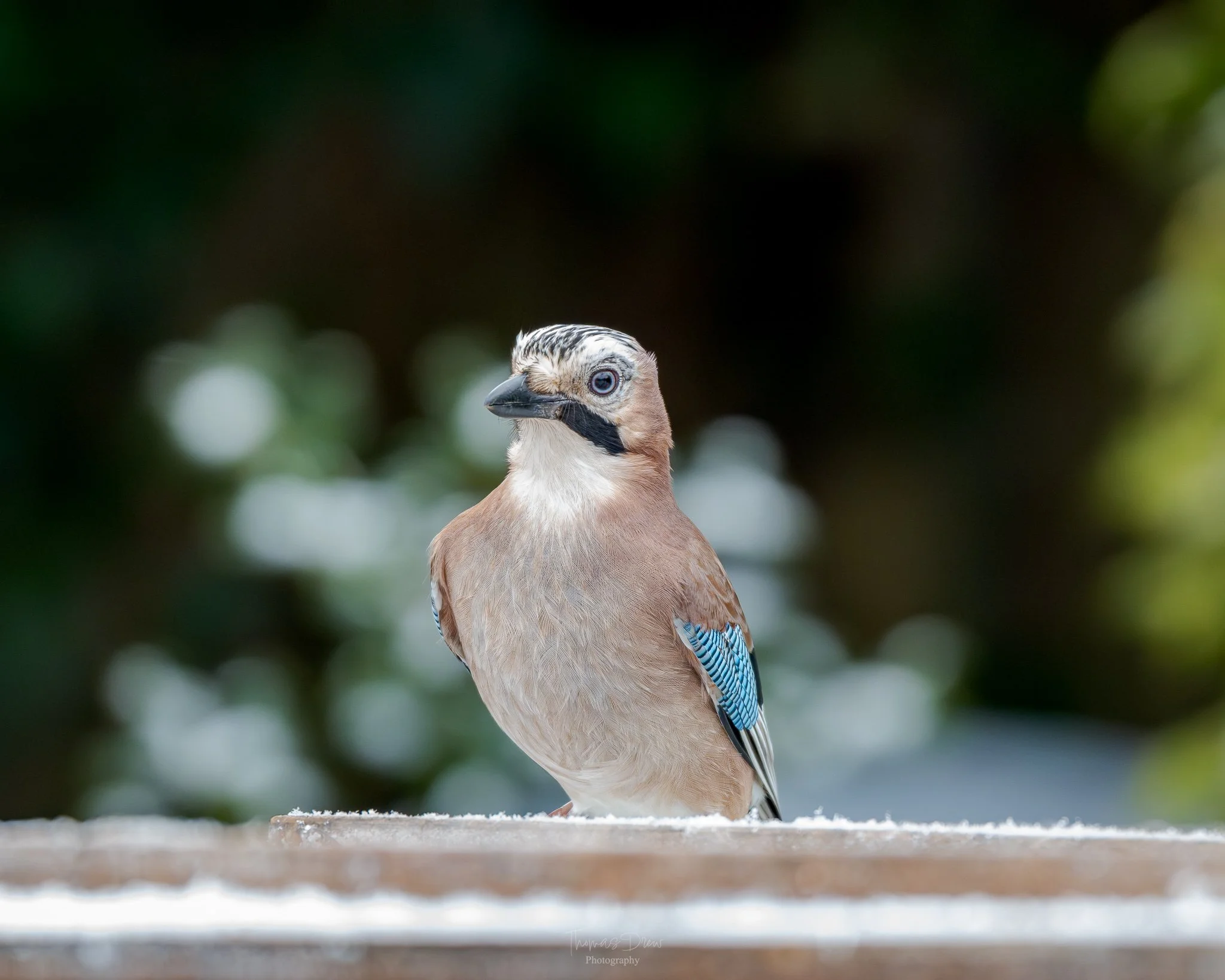 A Eurasian Jay bird with a distinctive black eye, beige and brown feathers, blue wing accents, and a black beak, perched on a wooden surface with a blurred green and white background.