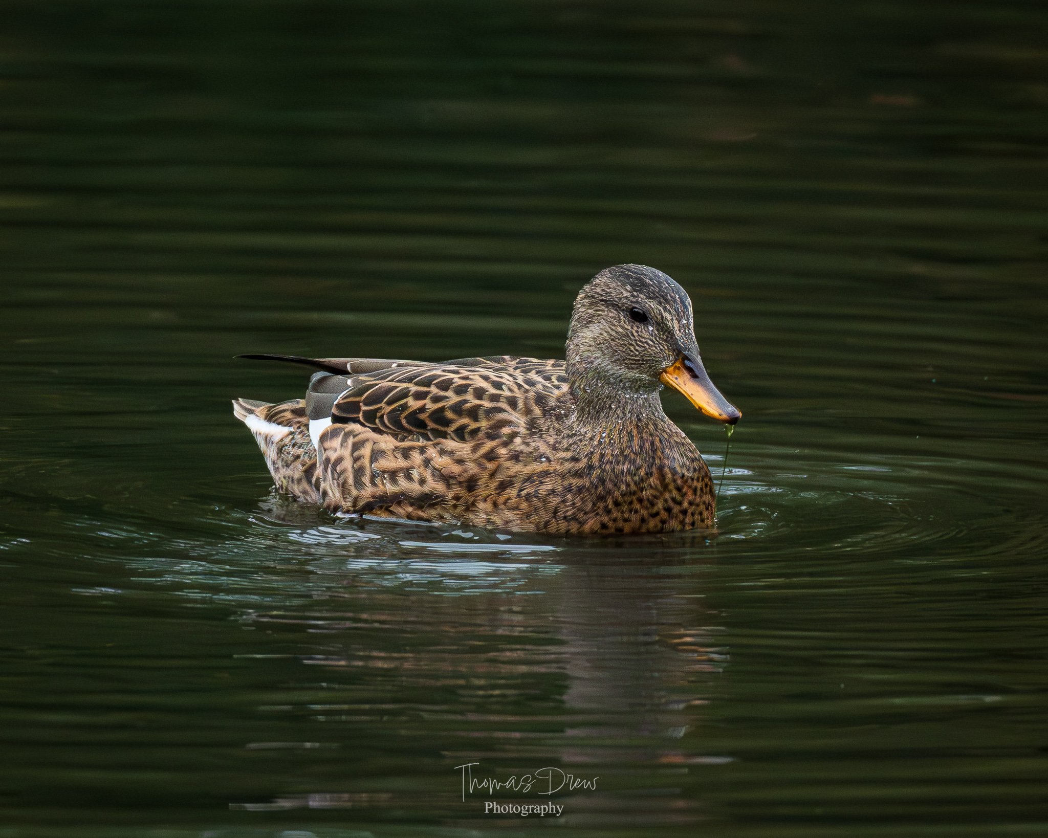 A Female Gadwall swimming in dark green water with ripples, facing right, with detailed brown and black feather pattern.