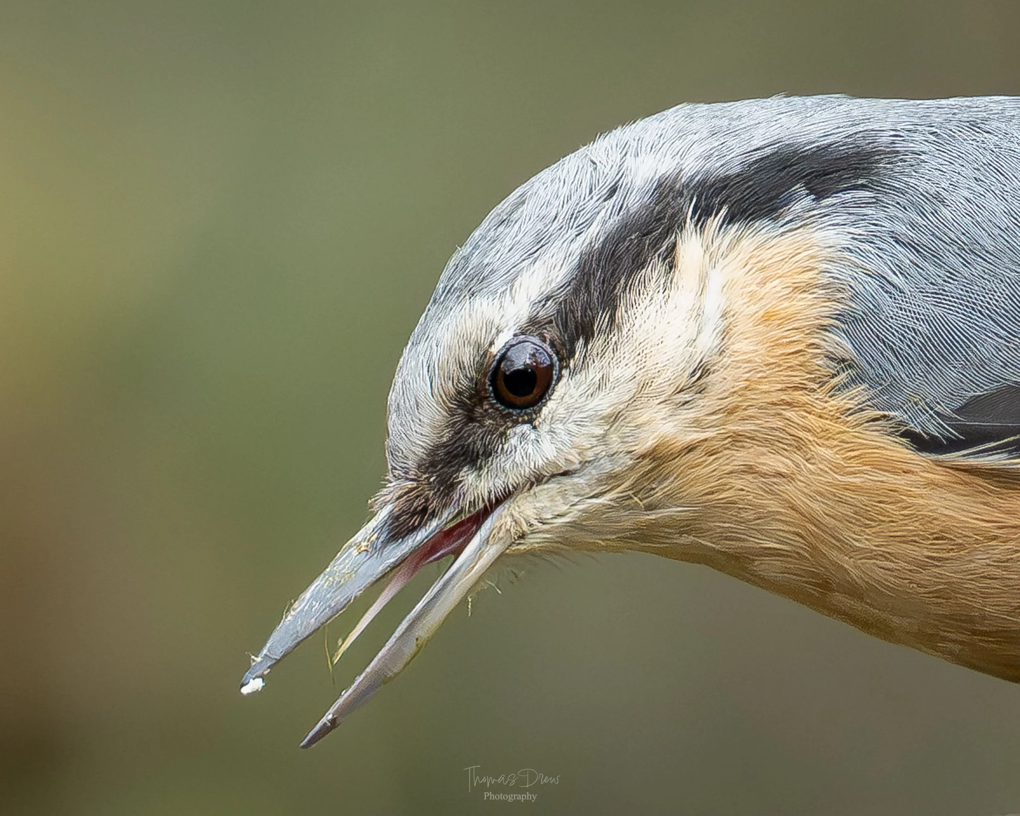 A close-up of a Nuthatch bird's head with beak open, featuring detailed feathers and a focused eye.