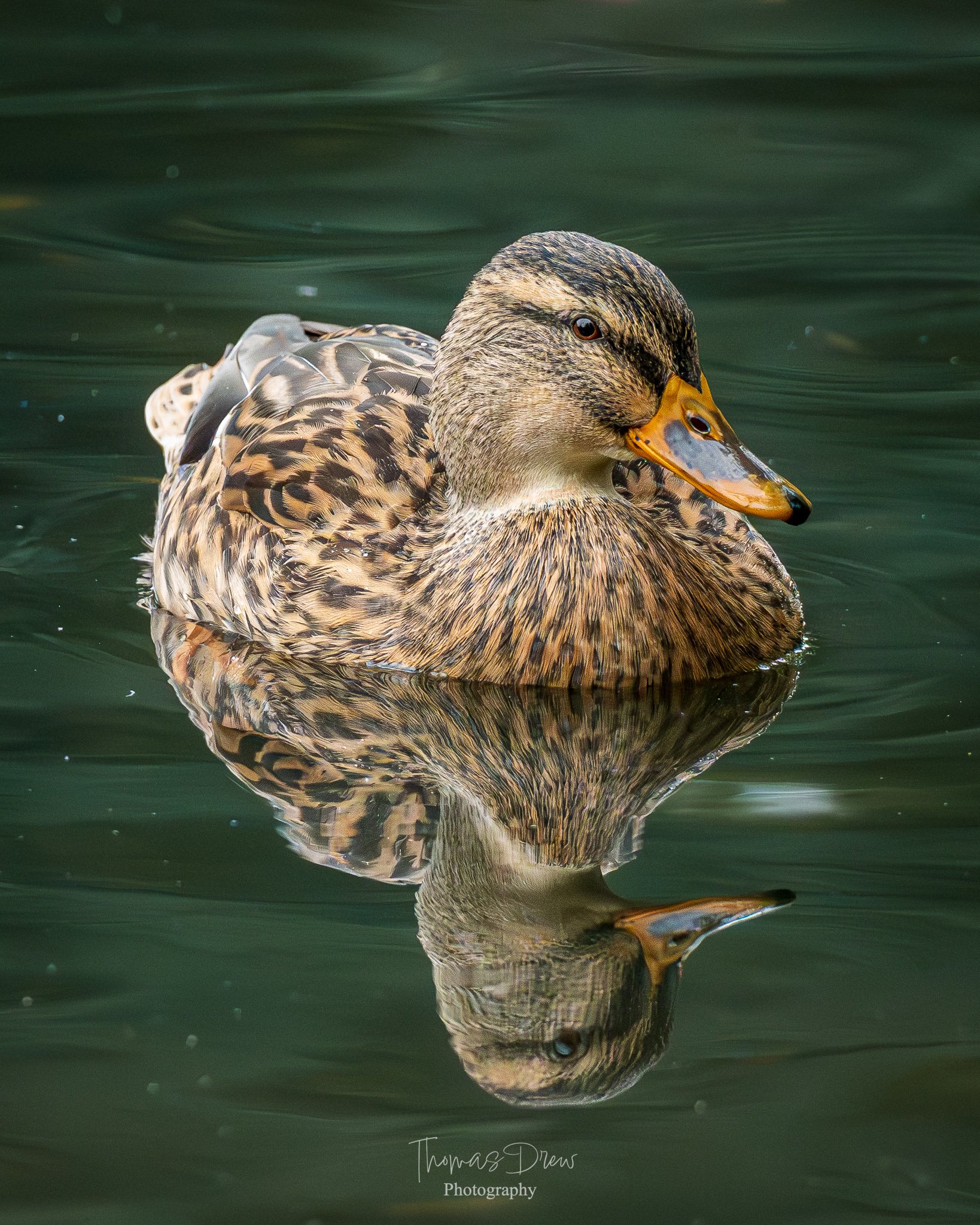 Close-up of a mallard duck floating on calm water with its reflection visible.