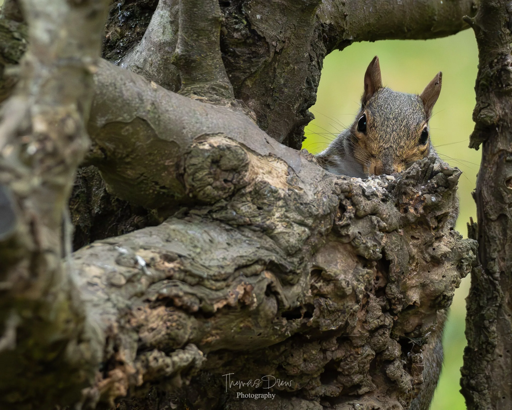 A squirrel peeking out from a hollow in a tree trunk.