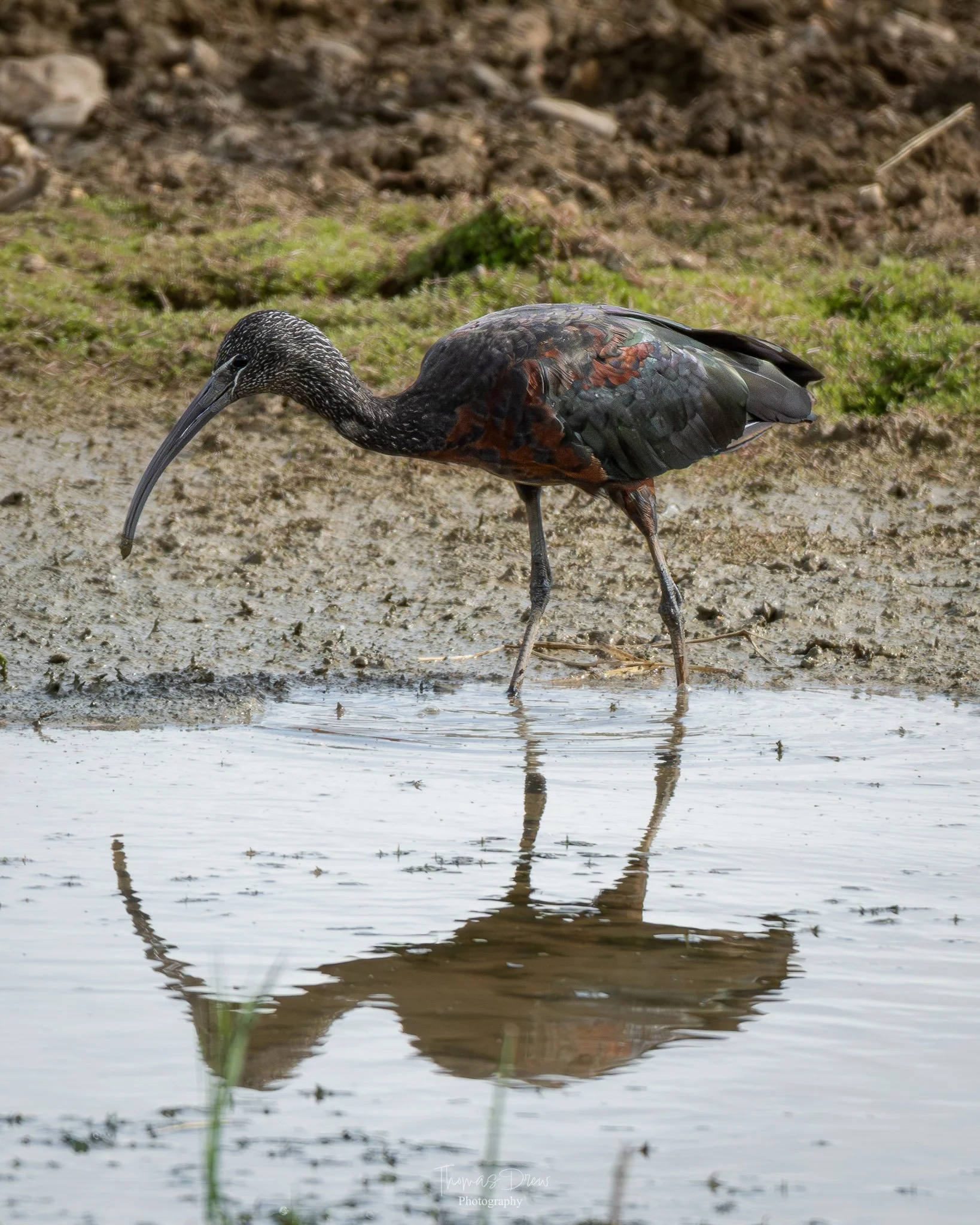 A Glossy Ibis, a black and brown bird with a long, curved beak standing in shallow water, with its reflection visible in the water.