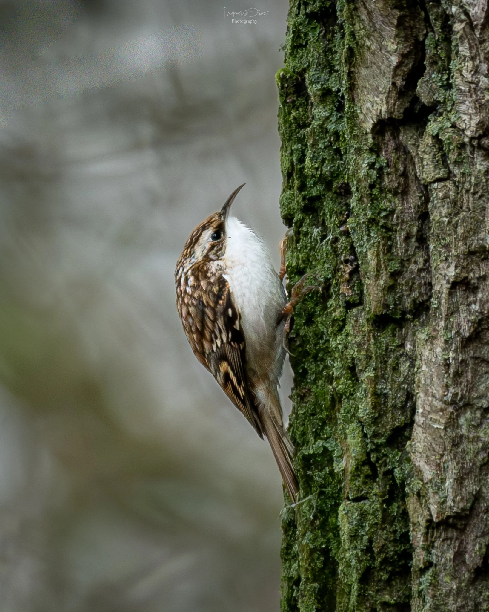 A Treeceeper perched on the side of a tree trunk covered with moss and lichen.