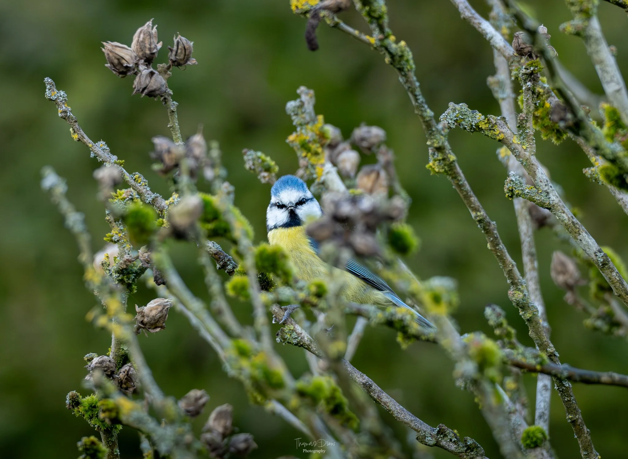 A Blue Tit, a small blue and yellow bird perched among branches with lichen and moss.