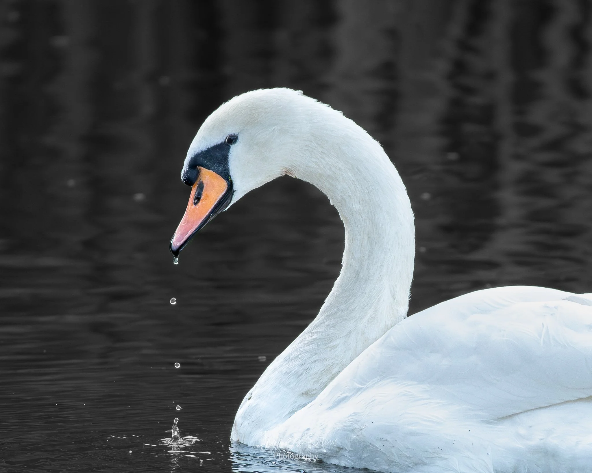 A close-up image of a swan with a droplet of water falling from its black and orange beak, floating on dark water.