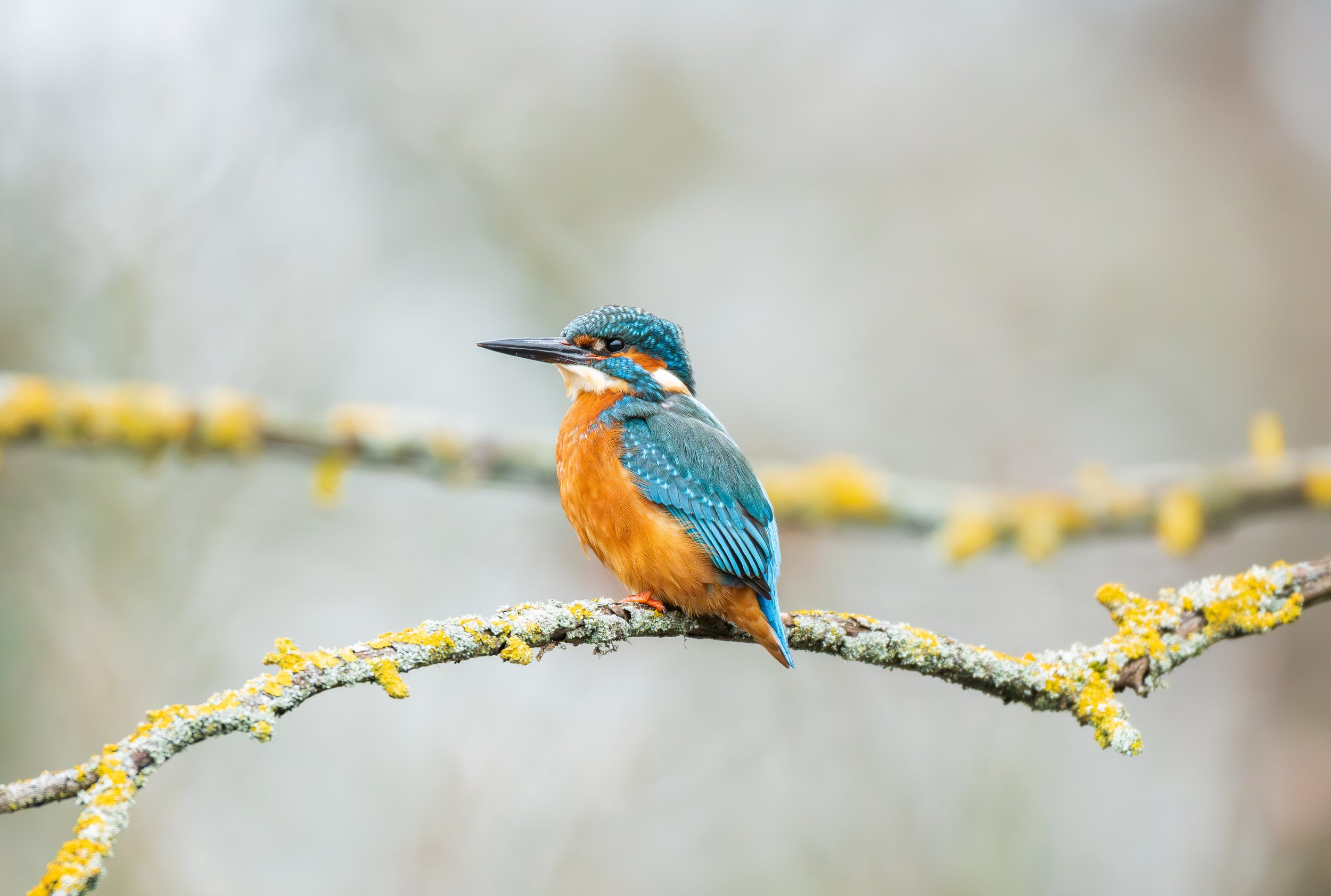 Kingfisher Perched on a Branch Print