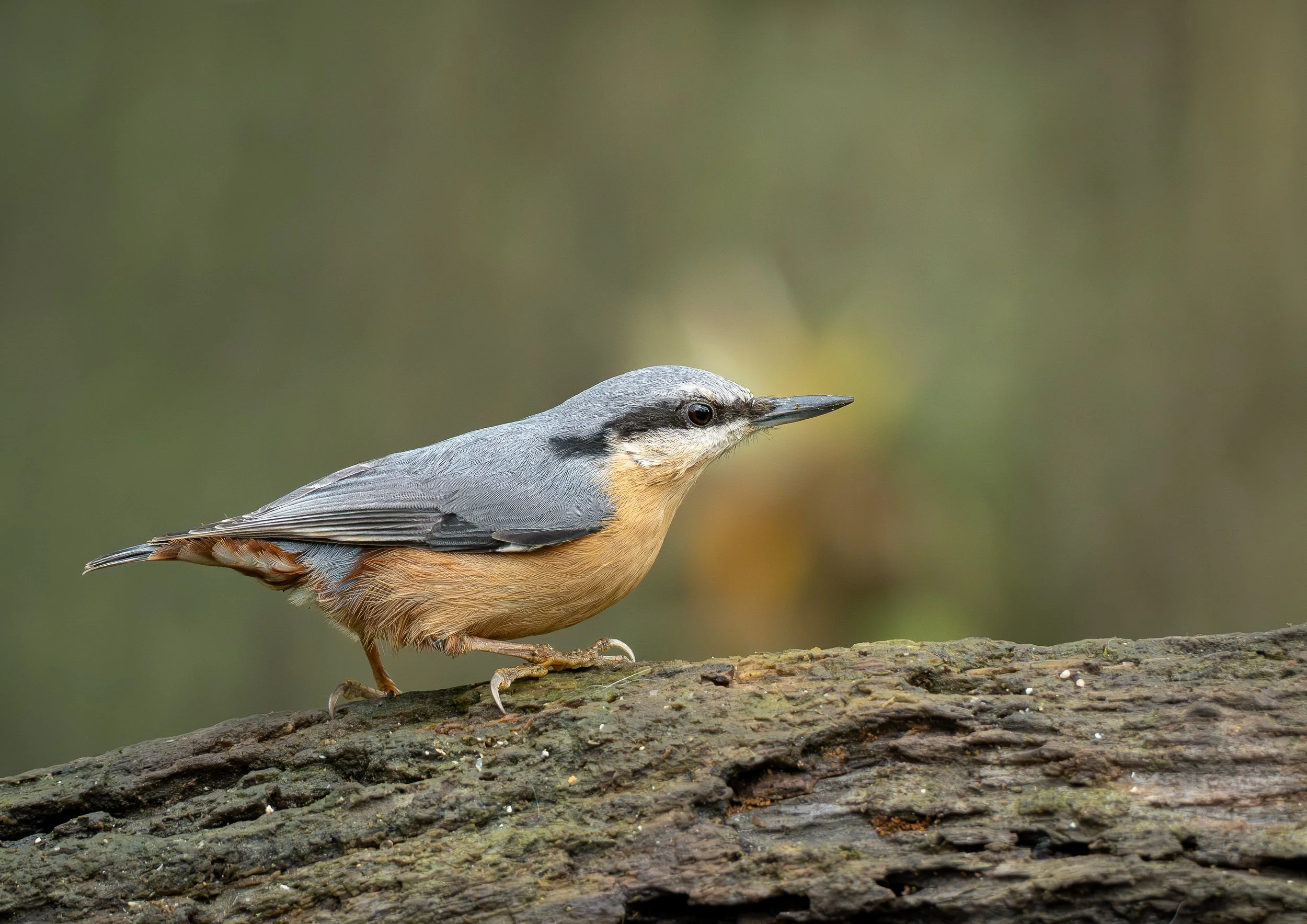 Nuthatch perched on a log print