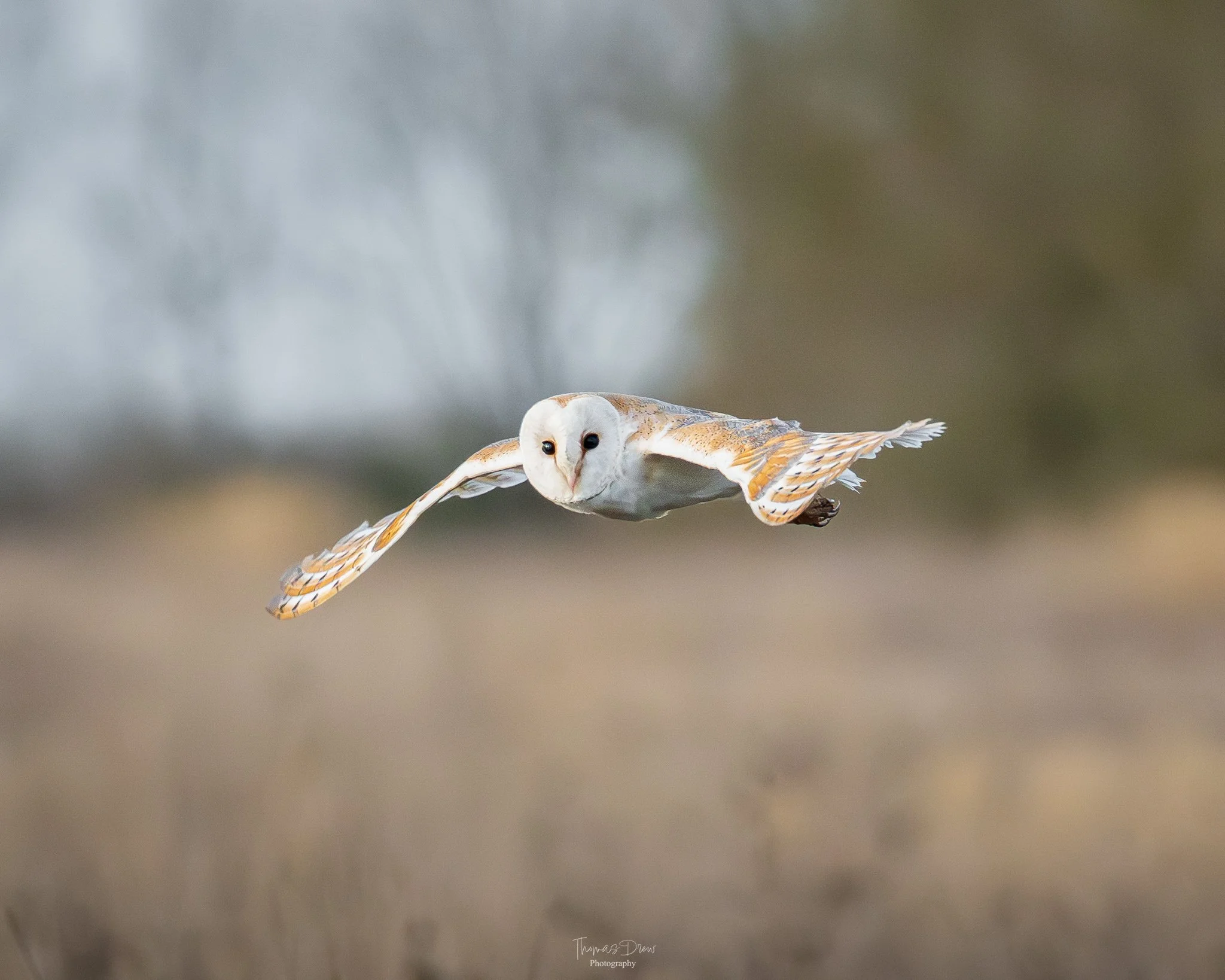 Image of a Barn Owl flying low over grassland with blurred background.