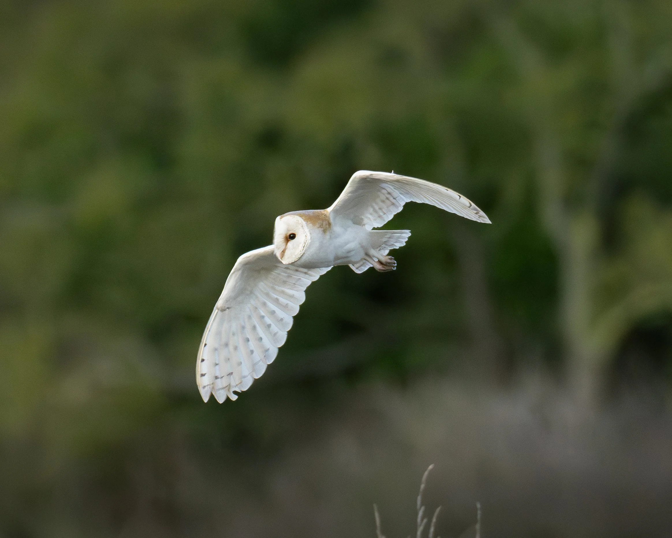 A white barn owl flying with outstretched wings against a green, blurry background.