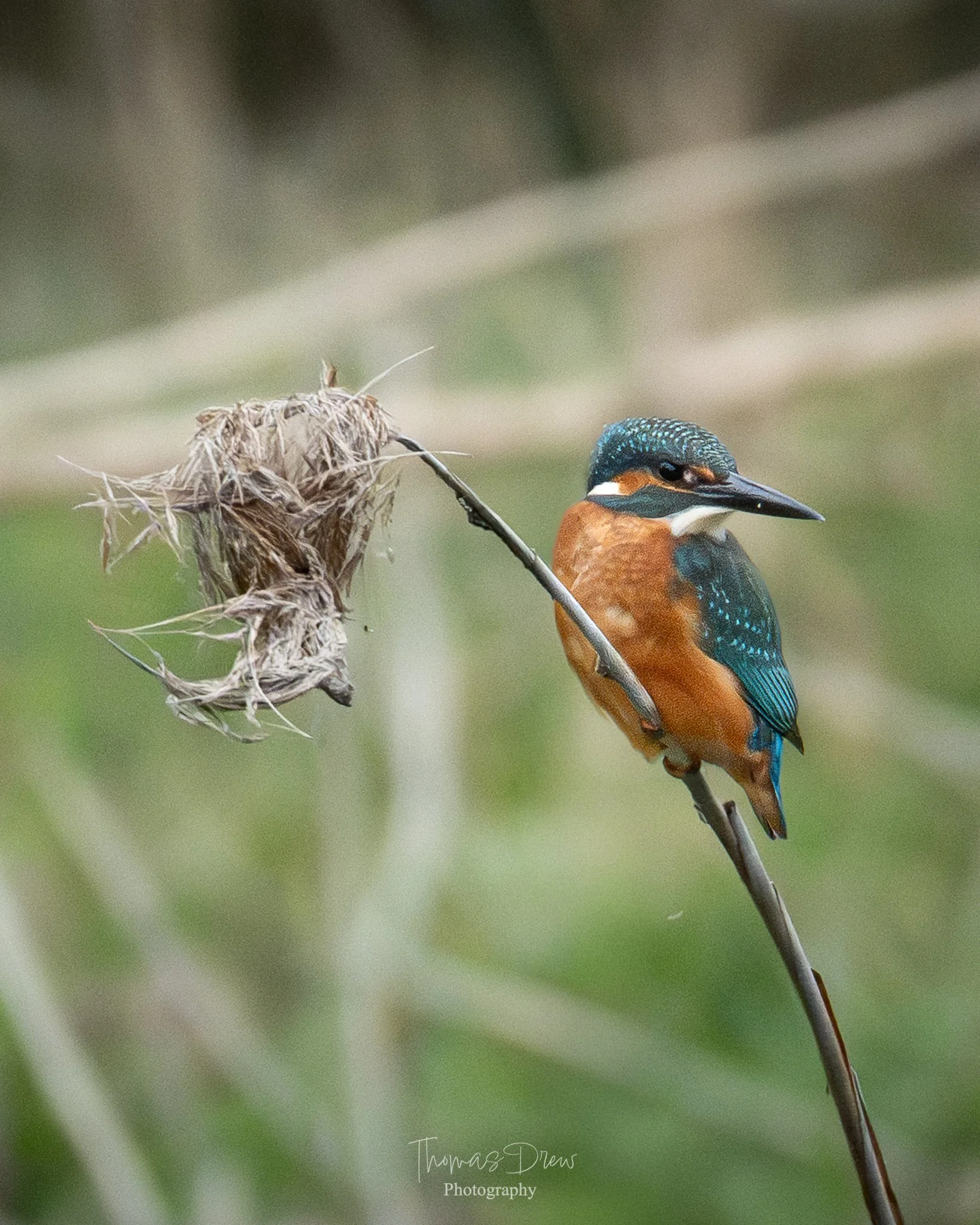 A kingfisher bird perched on a thin branch next to a dried nest, with a blurred green background.