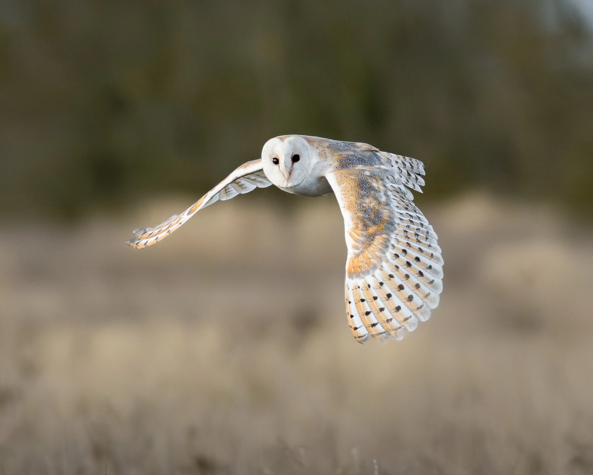 A barn owl in flight, looking directly towards the camera, with outstretched wings showing its white face and dark eyes, against a blurred outdoor background.