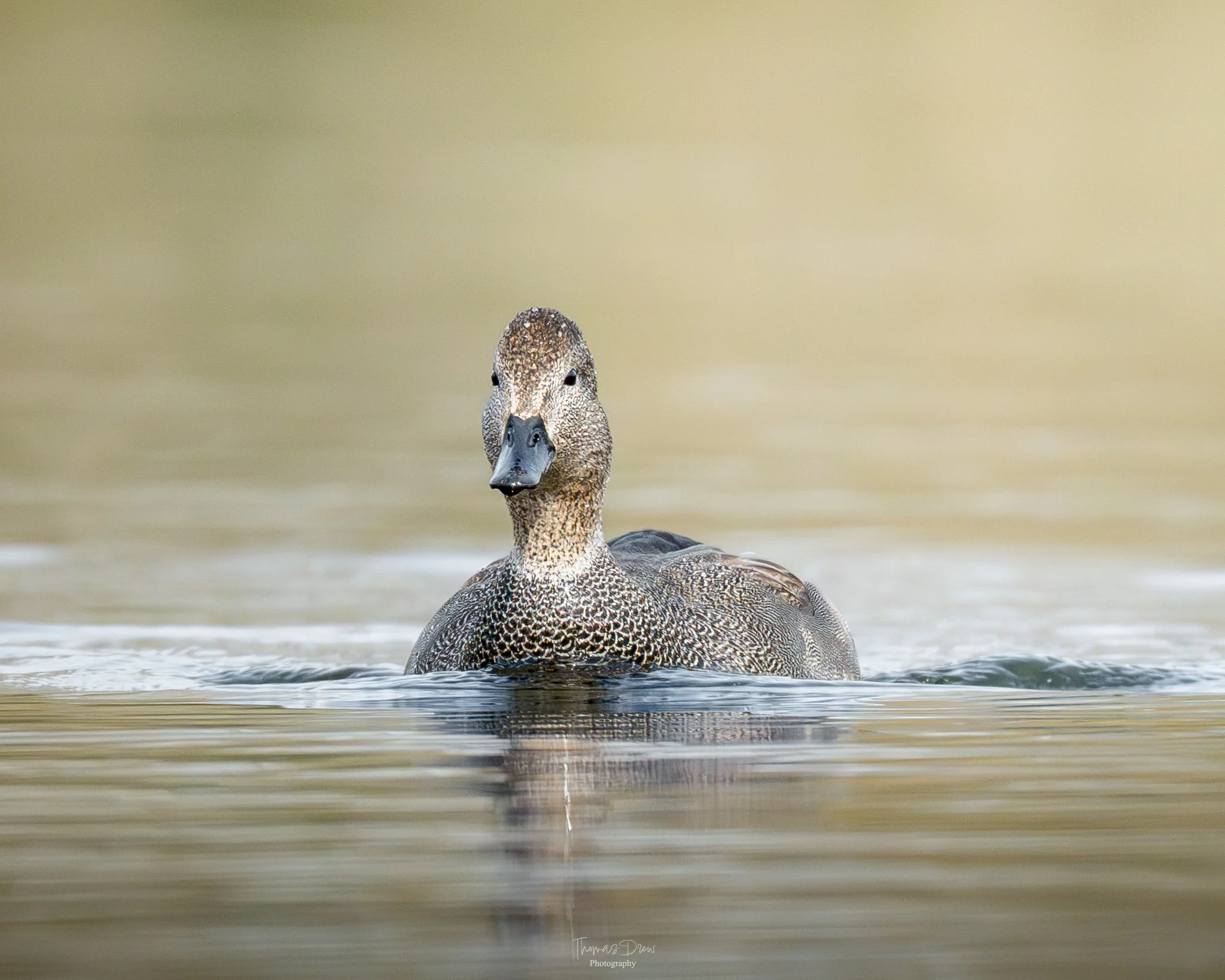 A close-up of a Gadwall duck swimming in calm water with a blurred background.
