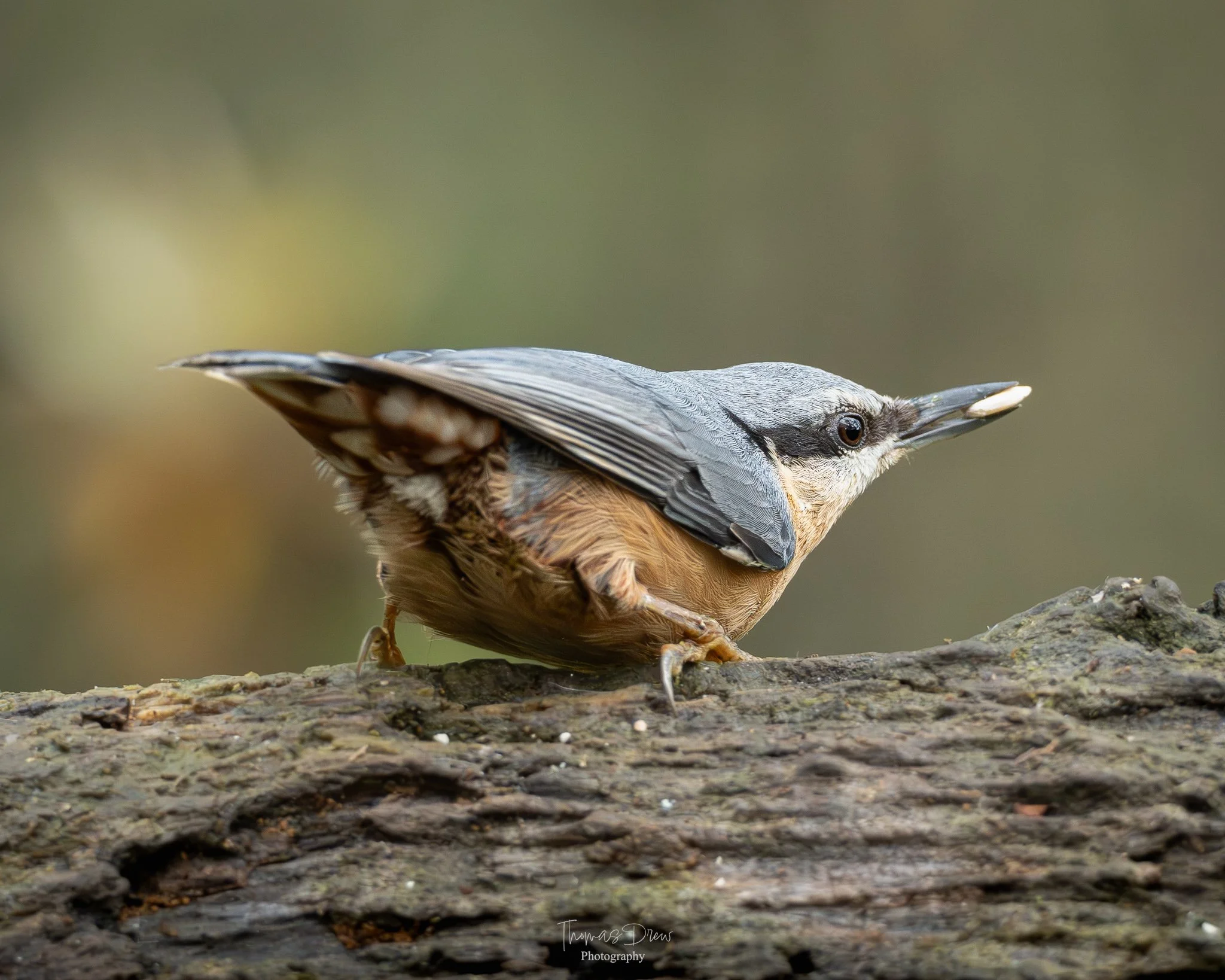 A Nuthatch bird perching on a rough tree branch, with a distinctive beak and greyish-blue and brown feathers.