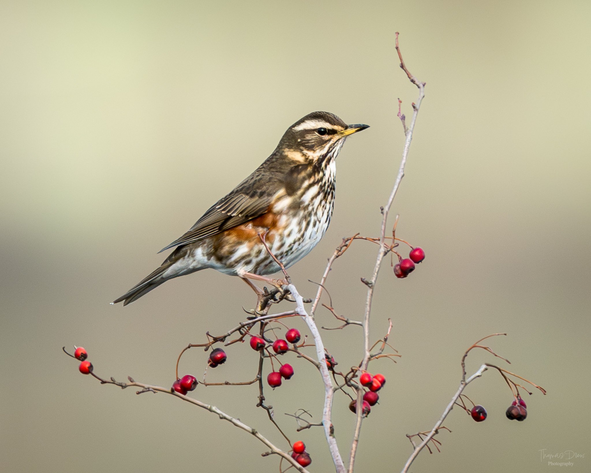 A Redwing, a bird perched on a branch with red berries, appears to be a thrush or similar small songbird, with a streaked breast and brownish feathers.