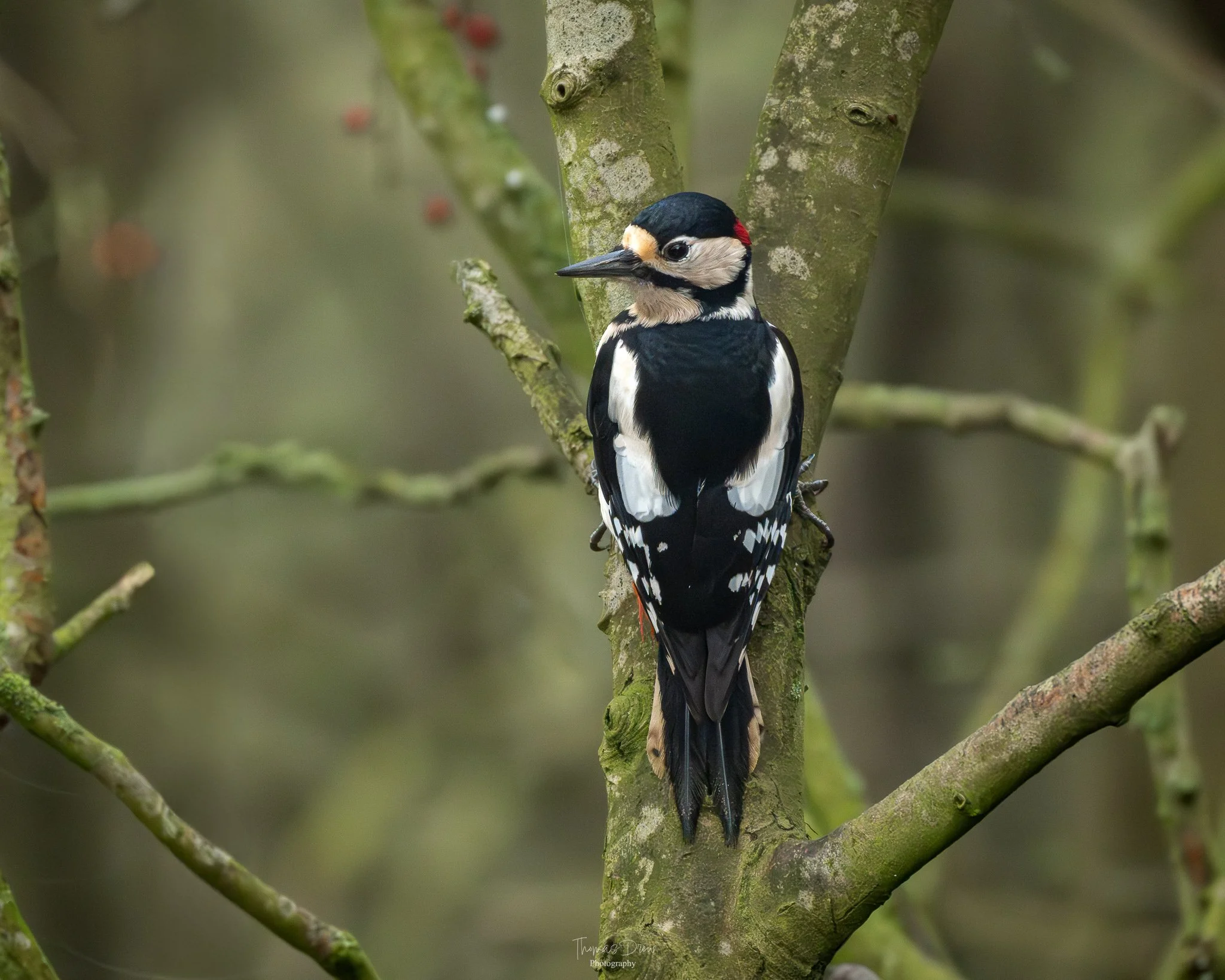 A Great Spotted Woodpecker with black, white, and tan markings perched on a tree branch in a forest.