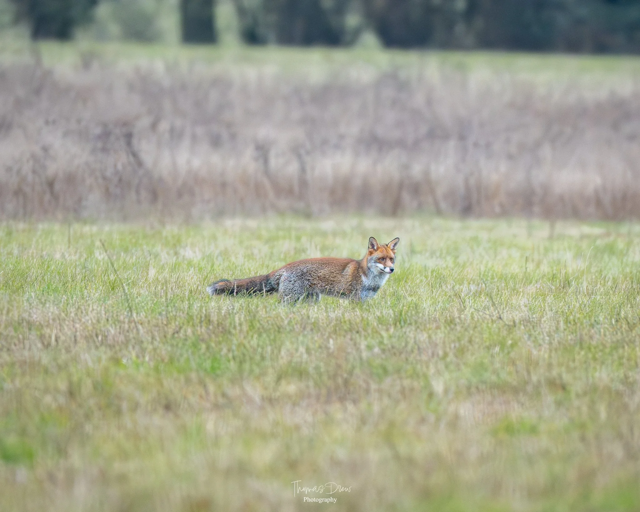 A fox lying in a grassy field with a blurred background of trees and brown grasses.