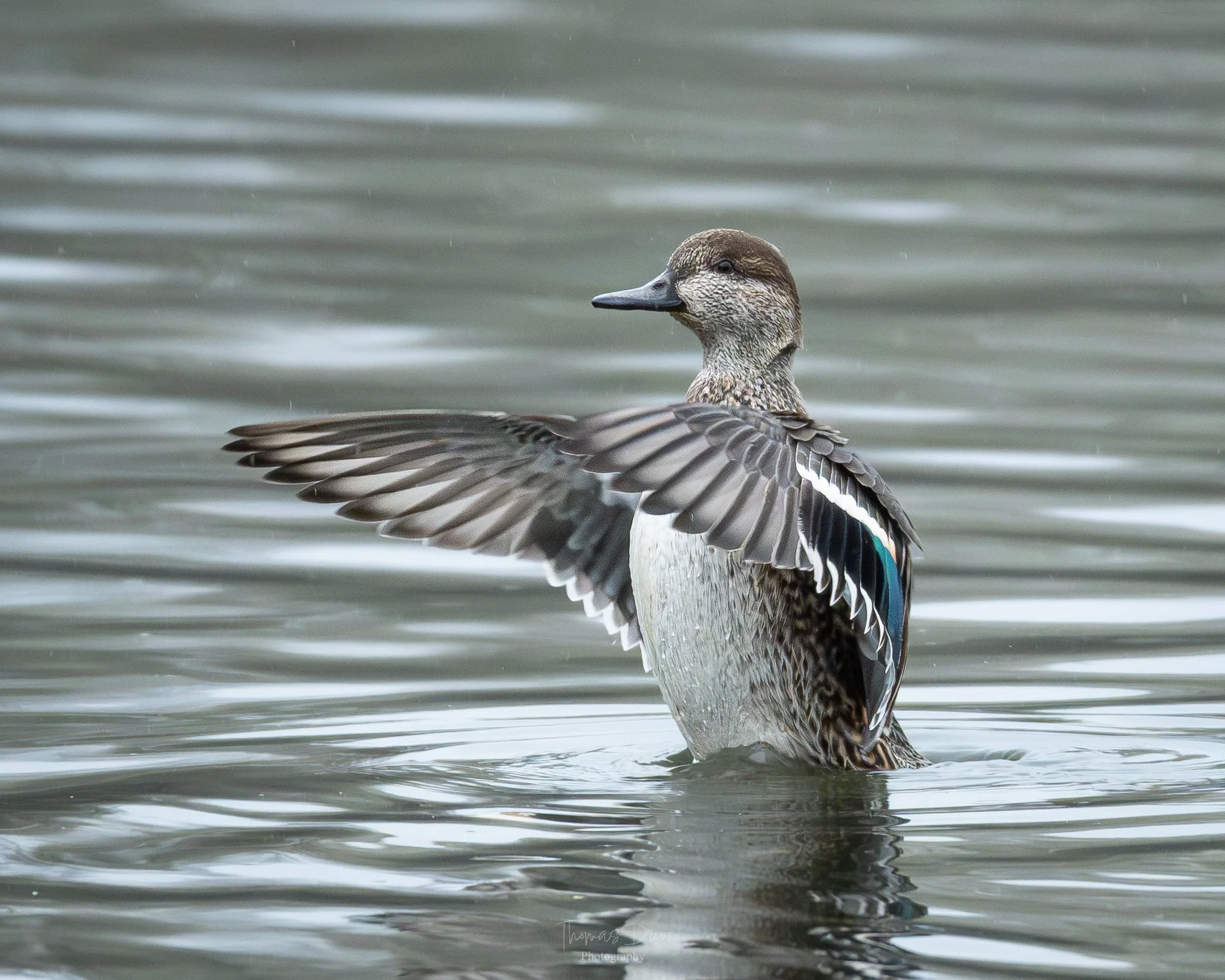 A Eurasian Teal duck with its wings partially spread, standing on water in a natural pond or lake setting.
