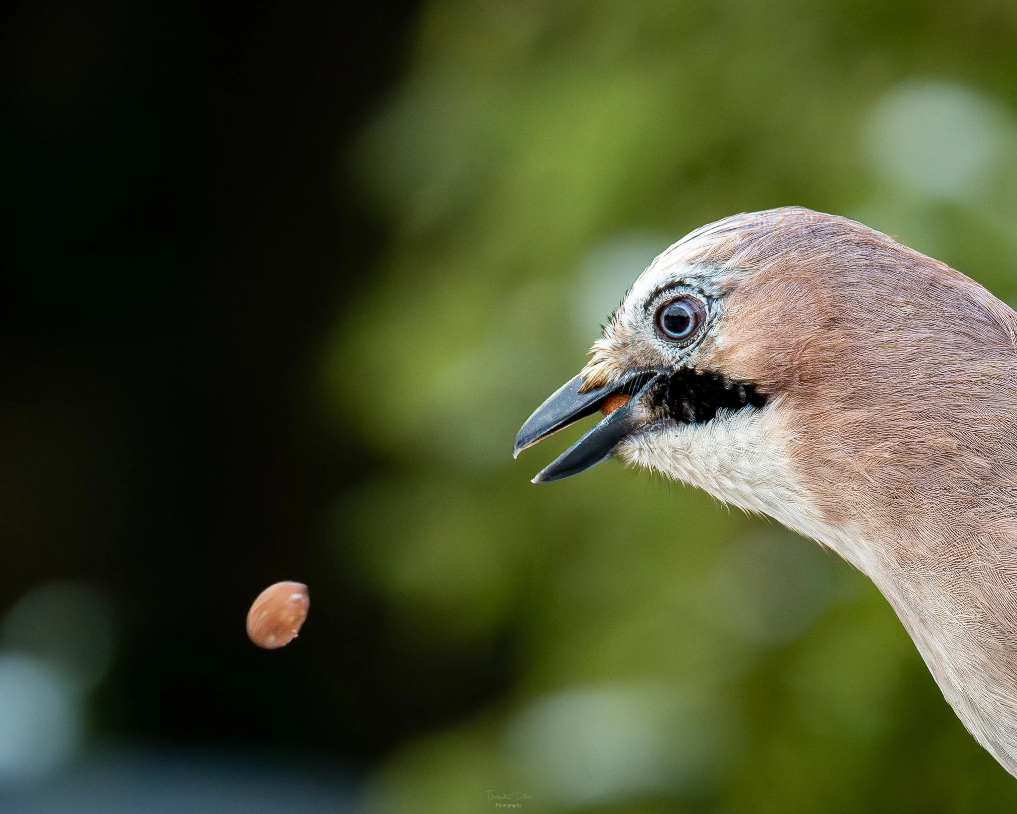 A Eurasian Jay bird with beige plumage and a black beak is about to catch a nut in midair, with a blurred green background.