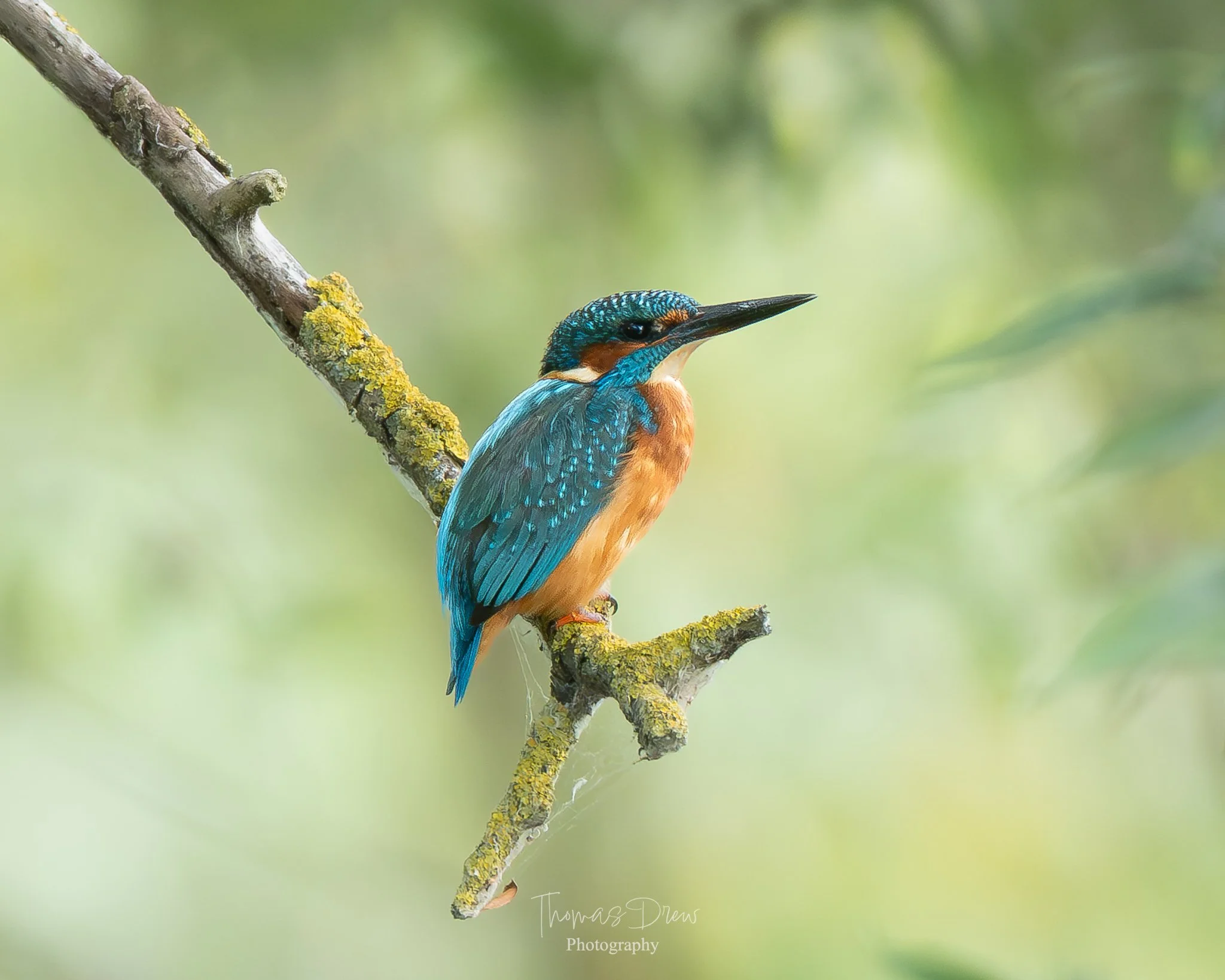 A colorful kingfisher bird perched on a mossy tree branch against a blurred green background.