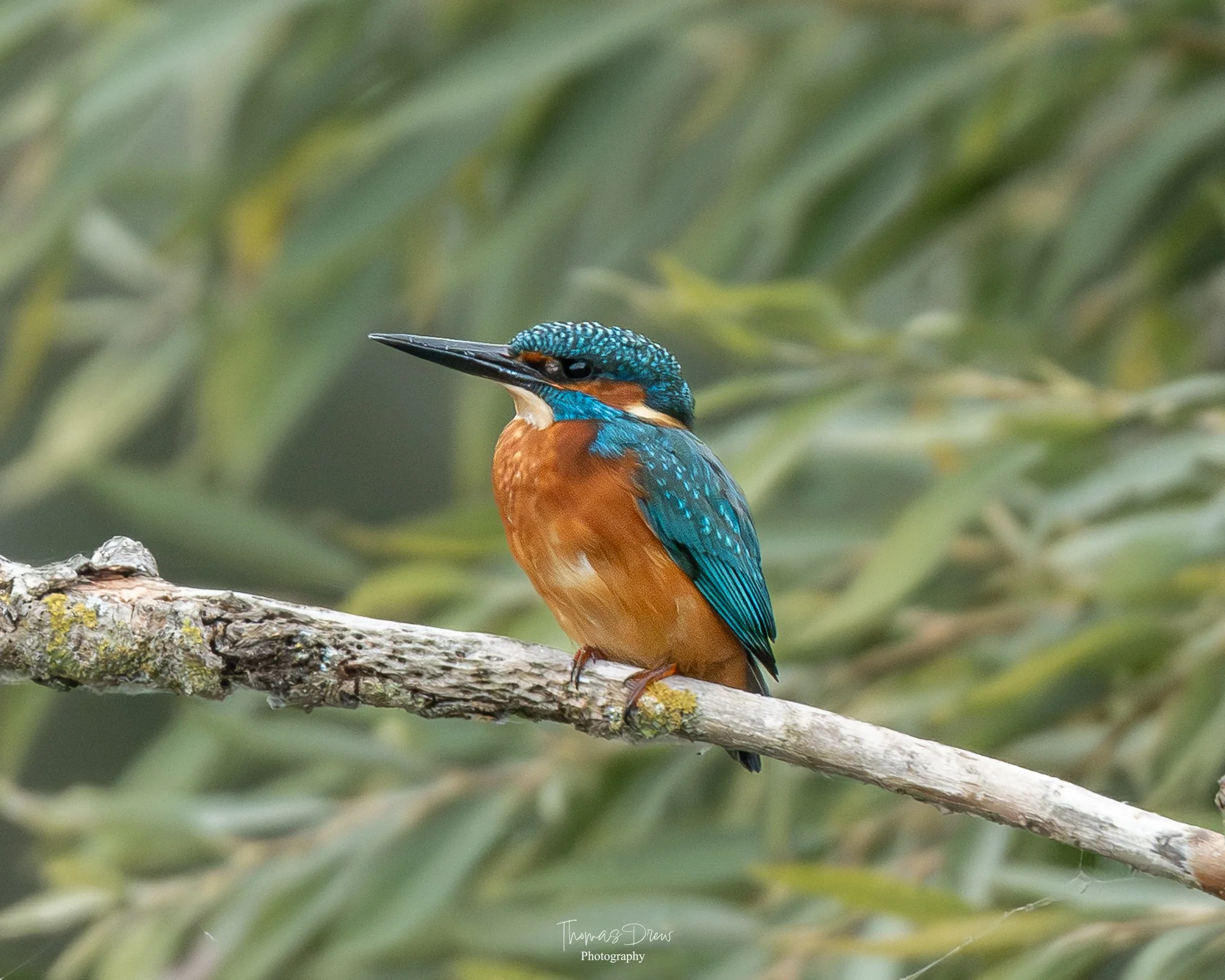 A colorful kingfisher bird with blue, orange, and black plumage perched on a tree branch.