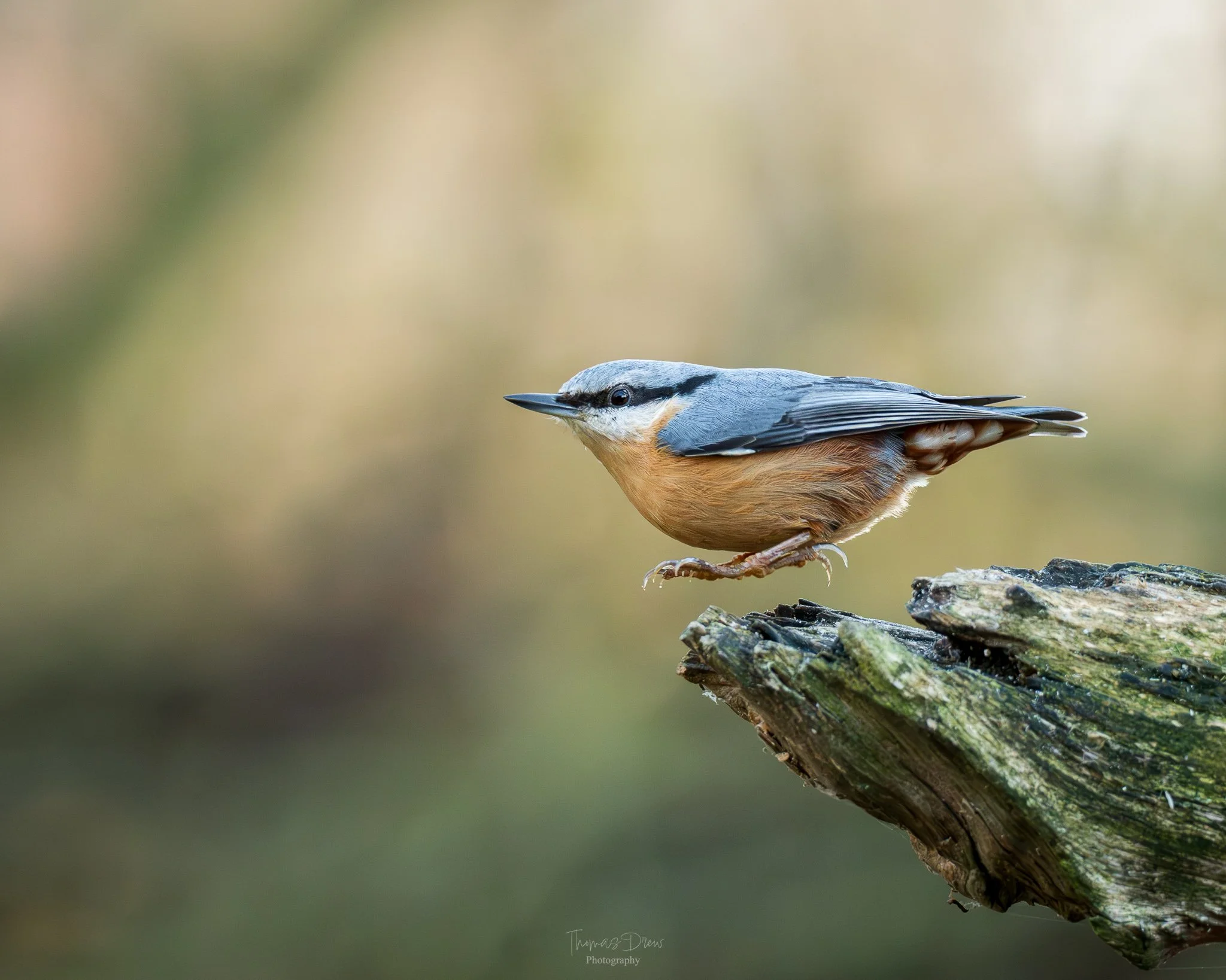 A Nuthatch, a bird perched on a piece of wood, with a blurred natural background.