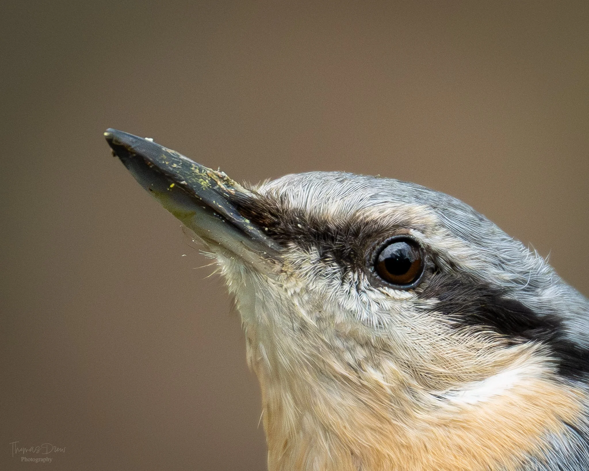 Close-up of a Nuthatches head, showing its beak, eye, and detailed feather markings.