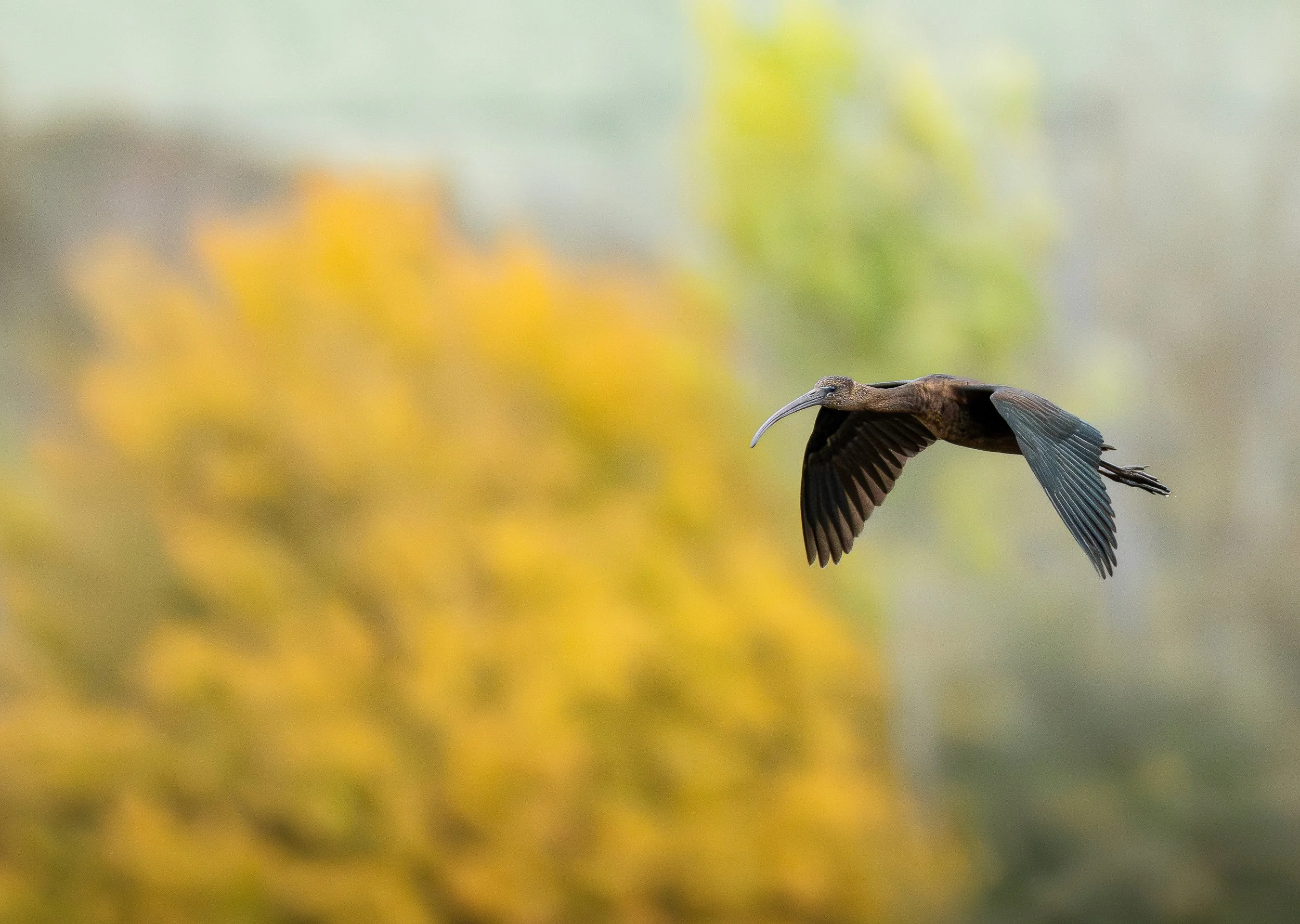 Glossy Ibis in flight Wildlife Print