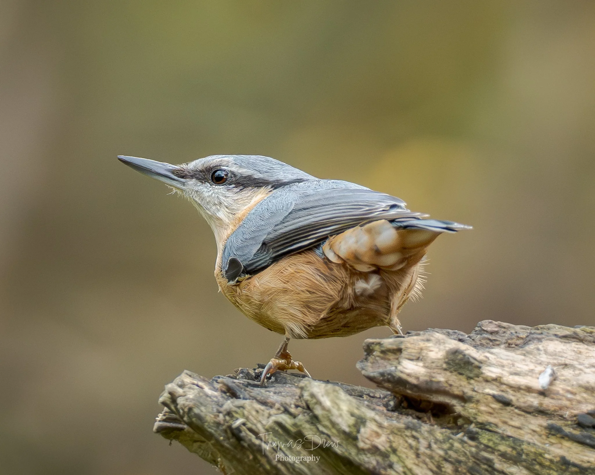 A close-up of a Nuthatch bird perched on a piece of wood, with a blurred natural background.